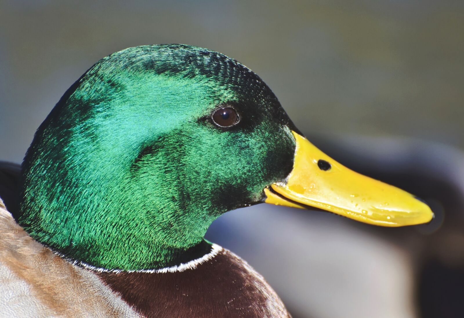 Nikon D7200 sample photo. Mallard, duck, water bird photography