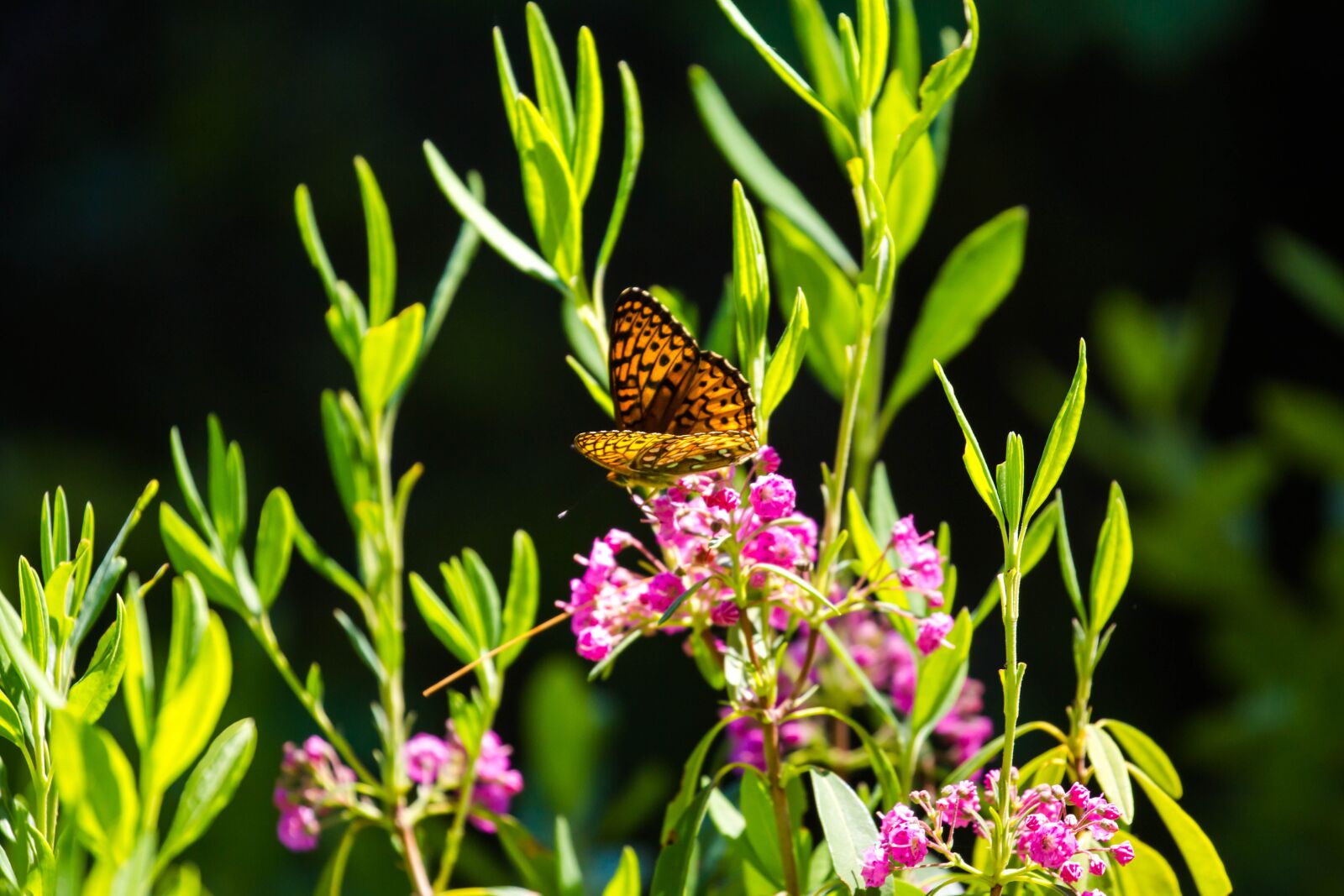 Canon EOS 5D Mark III + Canon EF 100-400mm F4.5-5.6L IS II USM sample photo. Butterfly, flowers, green photography