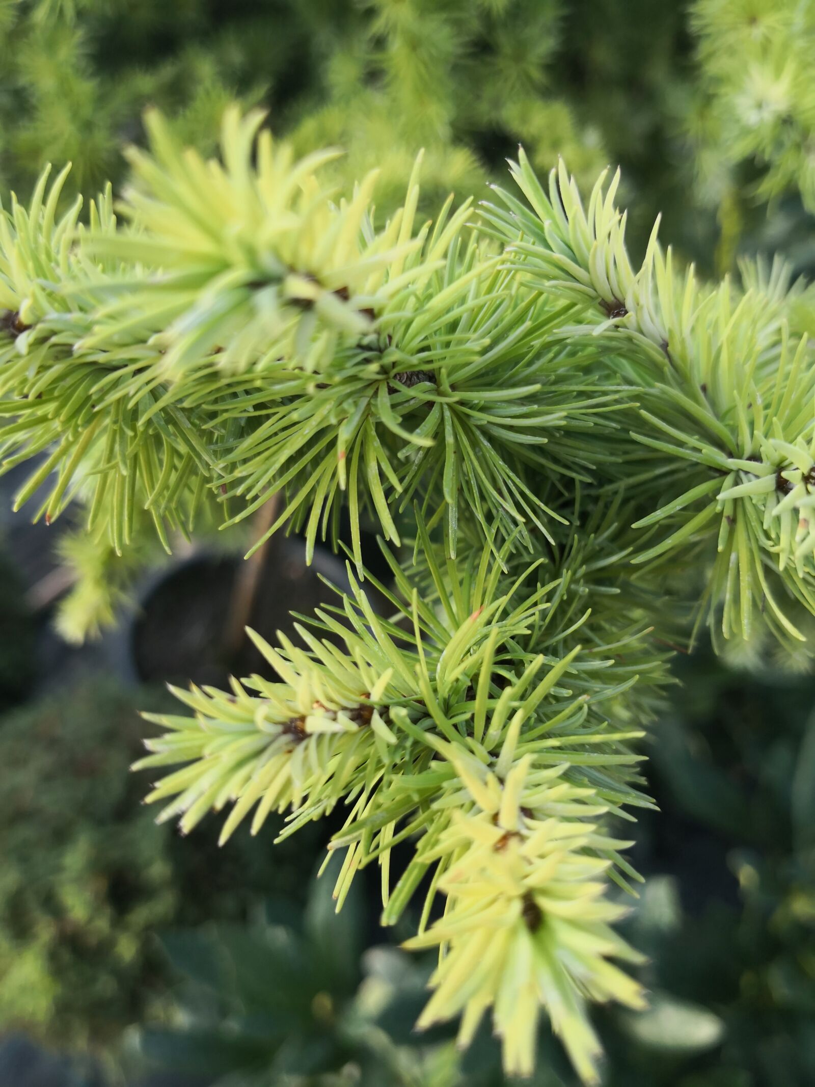 HUAWEI Mate 10 Pro sample photo. Pine, green, garden photography