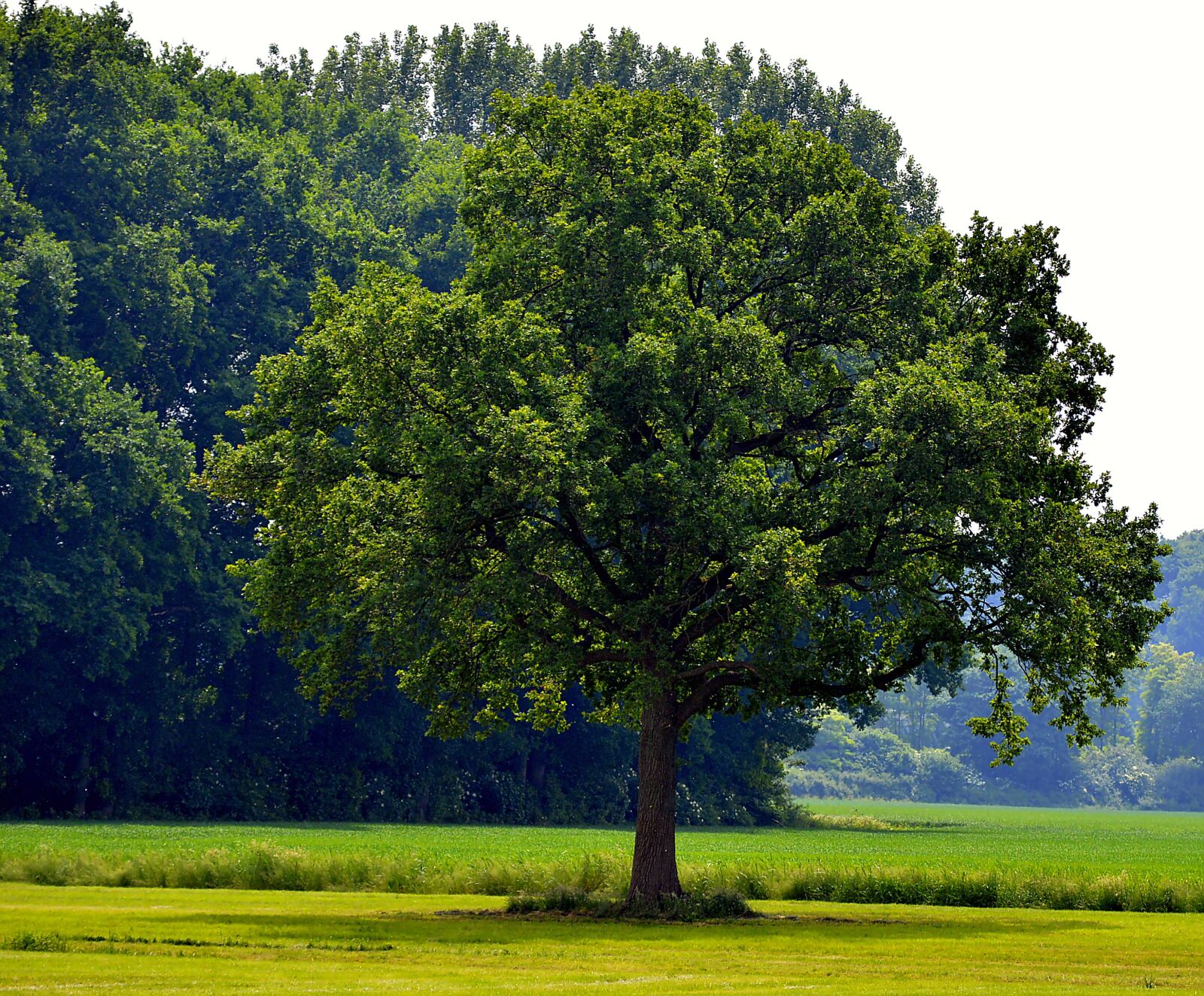 Nikon D3200 sample photo. Tree, field, sun photography