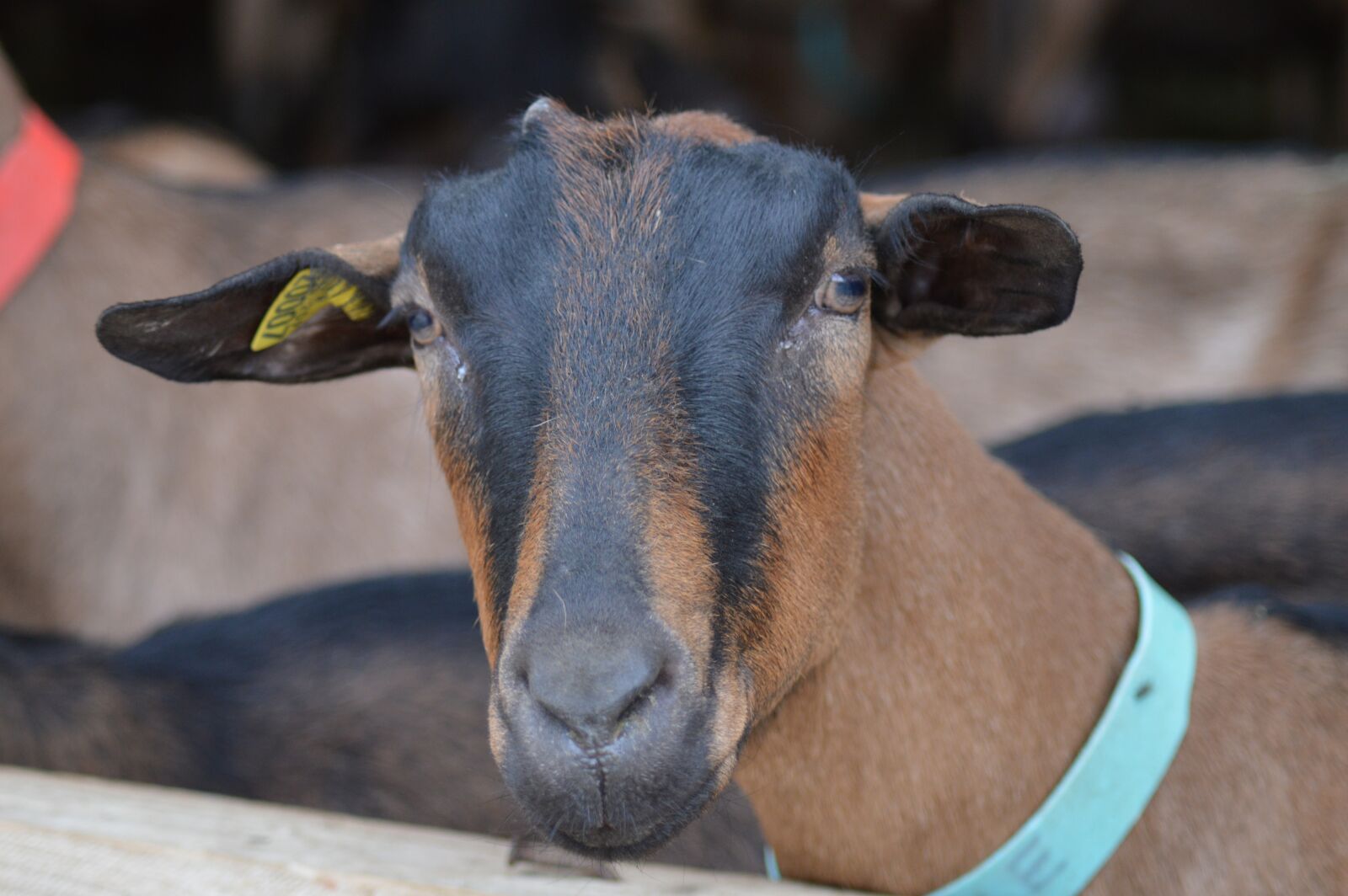 Nikon D3200 sample photo. Goat, animal, biquette photography