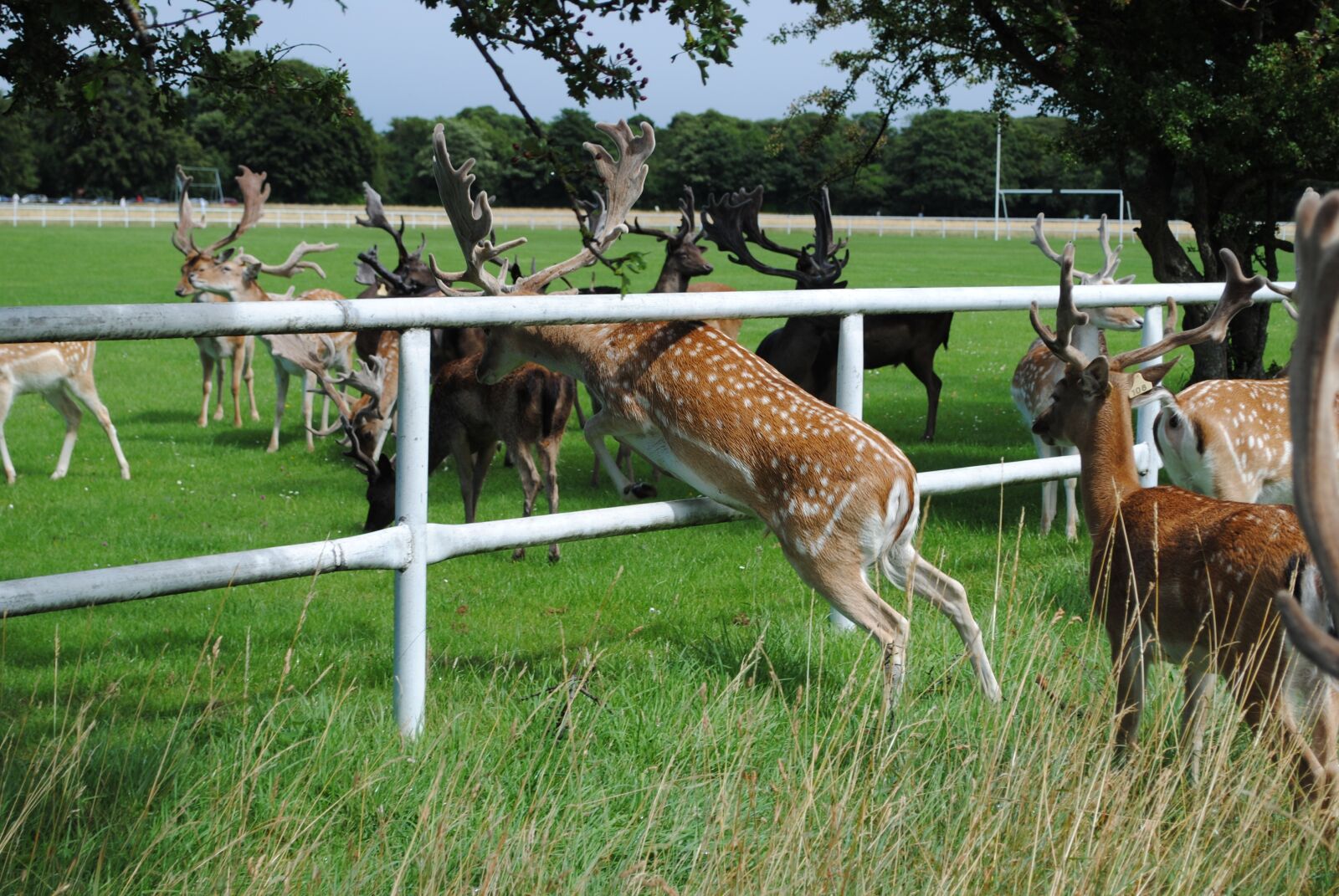 Nikon D3000 sample photo. Fallow, buck, wild photography