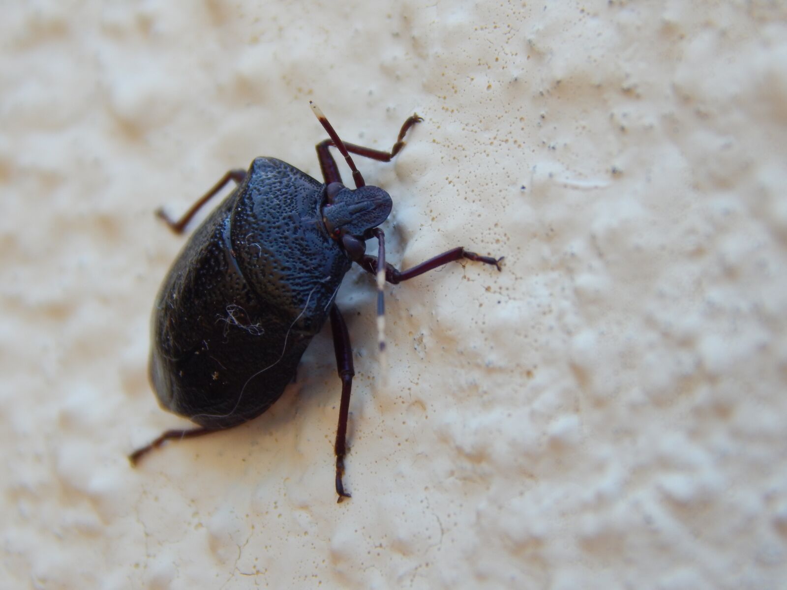 Nikon Coolpix L830 sample photo. Bug, insect, maria-stinky photography