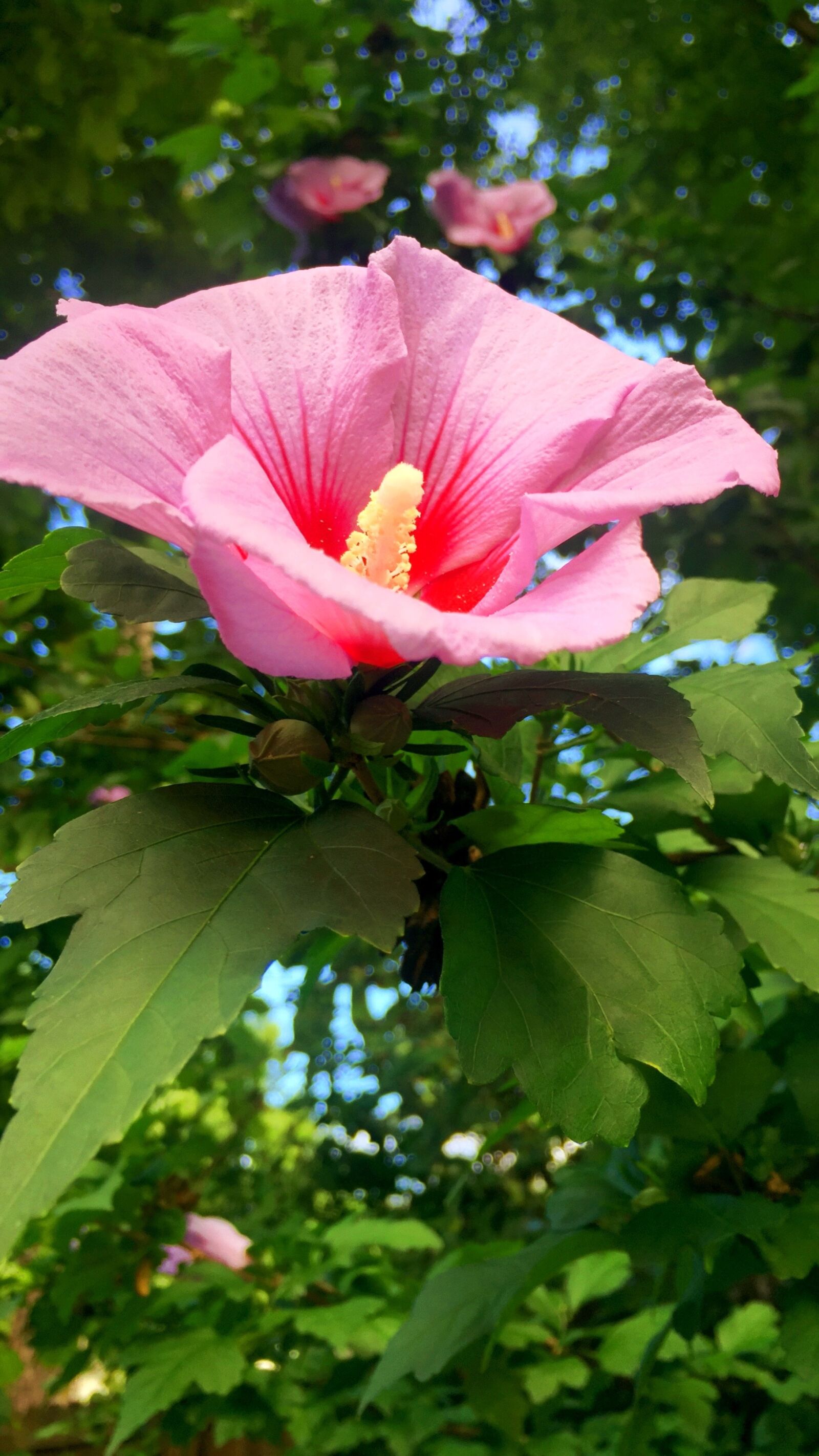 Apple iPhone 6 sample photo. Hdr, pink, flower photography