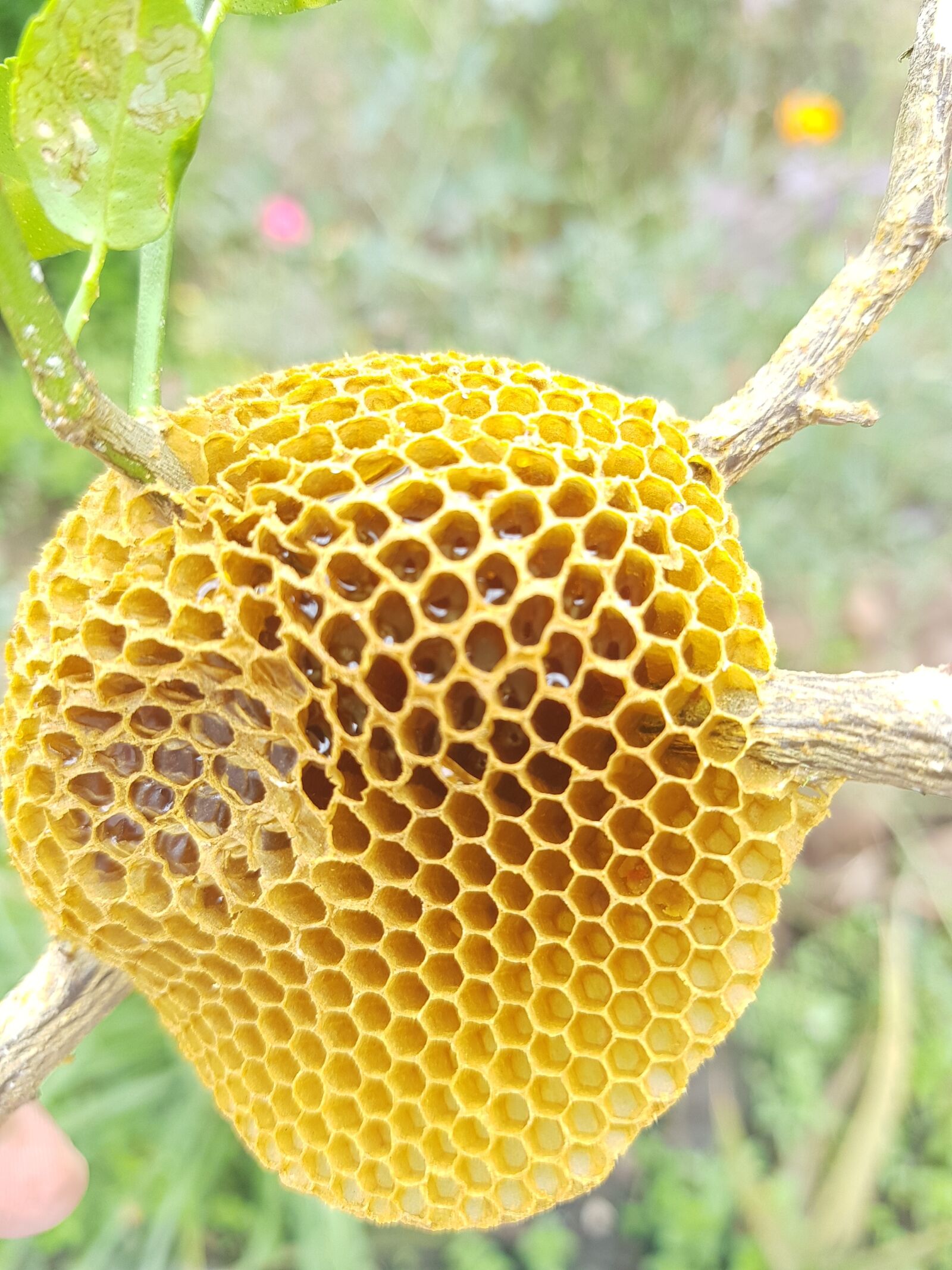 Samsung Galaxy S8+ sample photo. Bee, honey, yellow photography