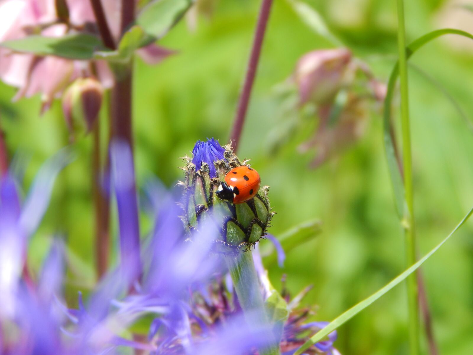 Nikon Coolpix L830 sample photo. Ladybug, luck, garden photography