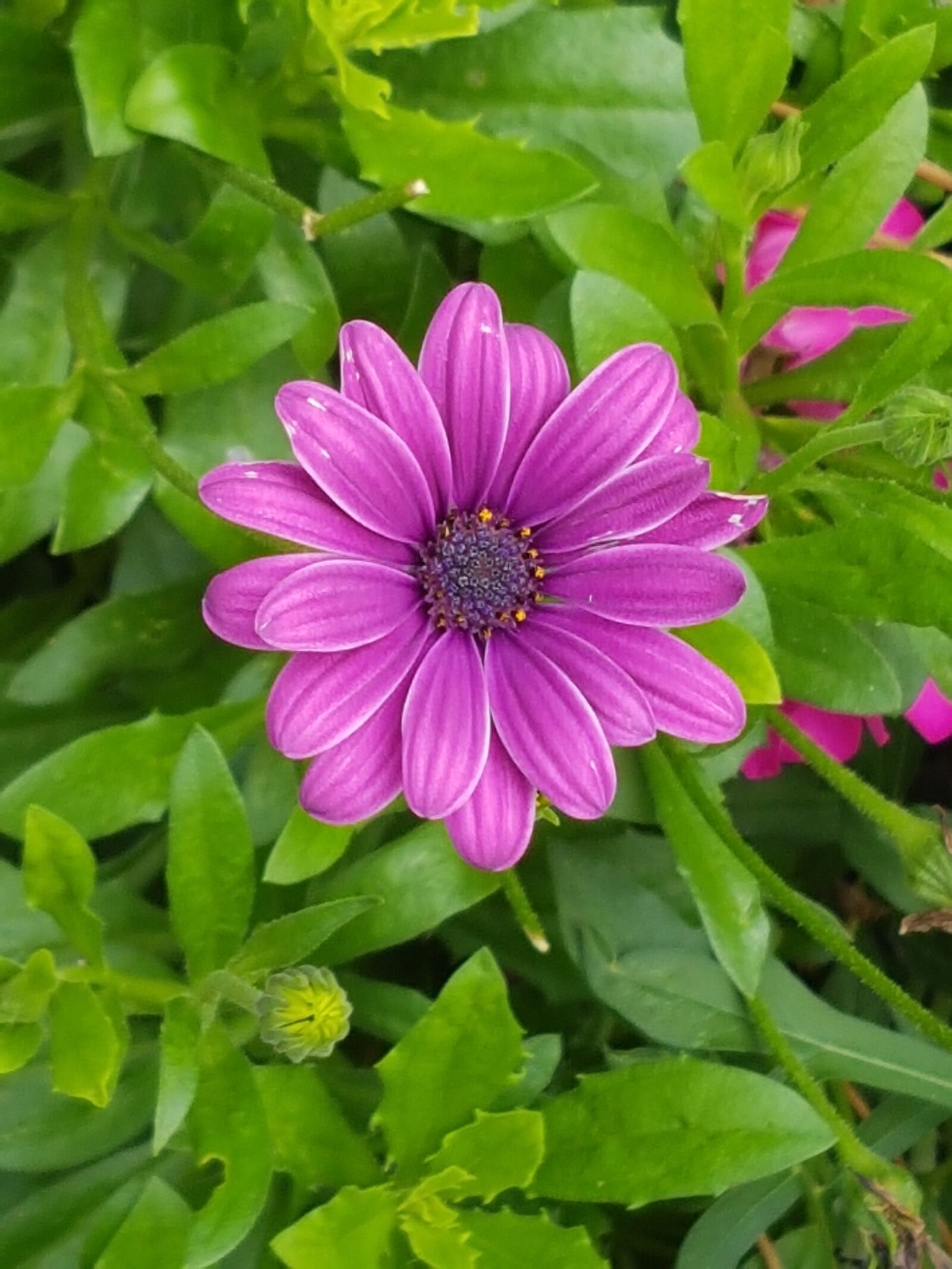 Samsung Galaxy S7 sample photo. Flower, summer, blooms photography