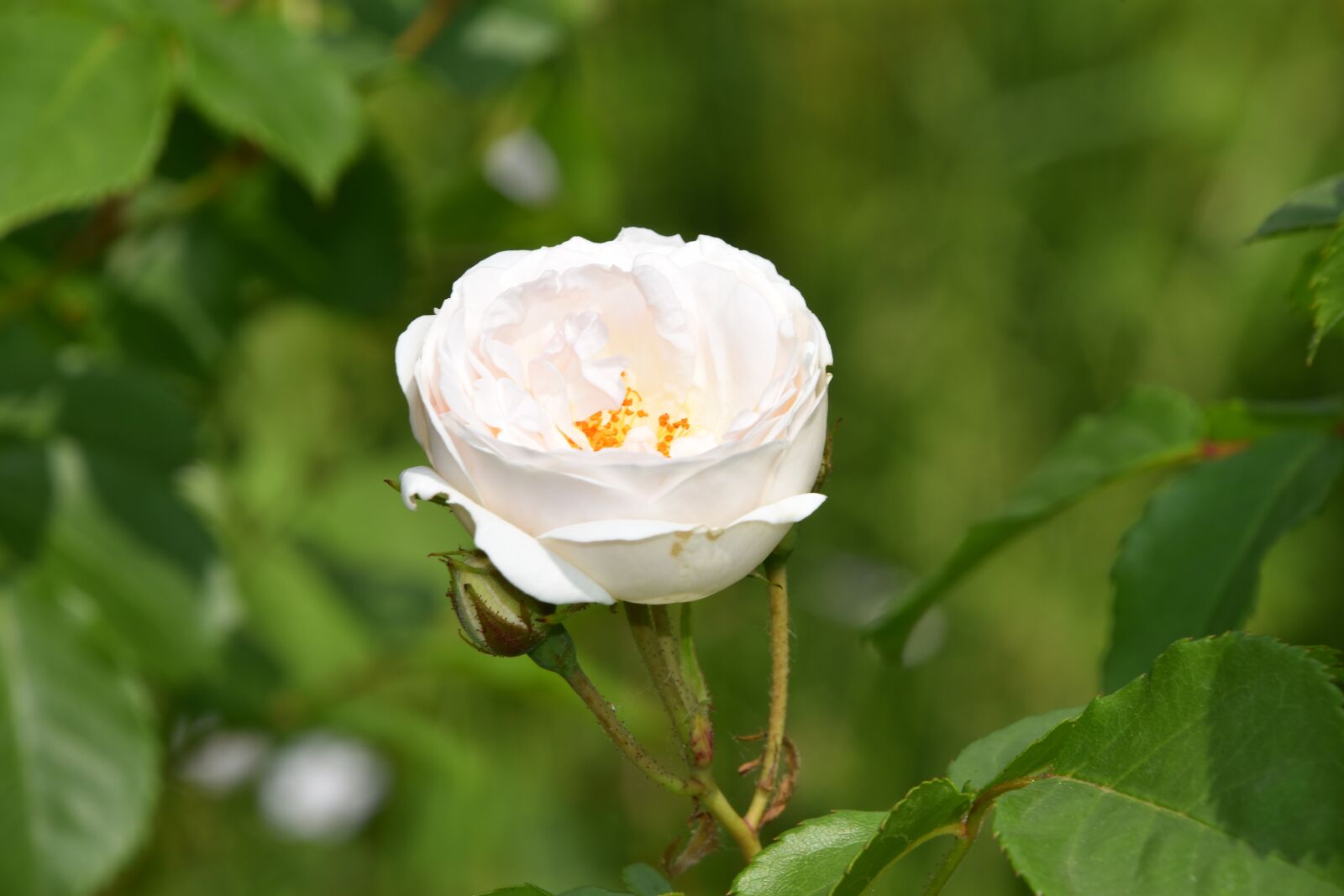 Nikon D5600 sample photo. Pink, flower, plant photography