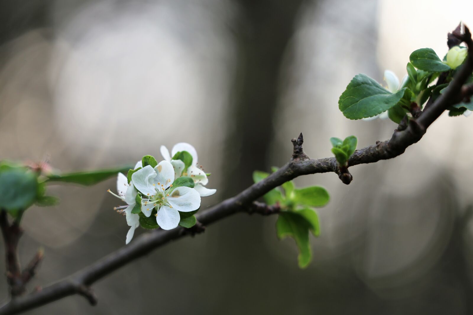 Canon EF 70-300 F4-5.6 IS II USM sample photo. Plum flower, blooming in photography