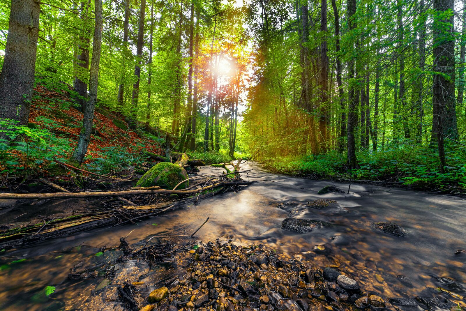 Nikon D750 sample photo. Trees, stream, forest photography