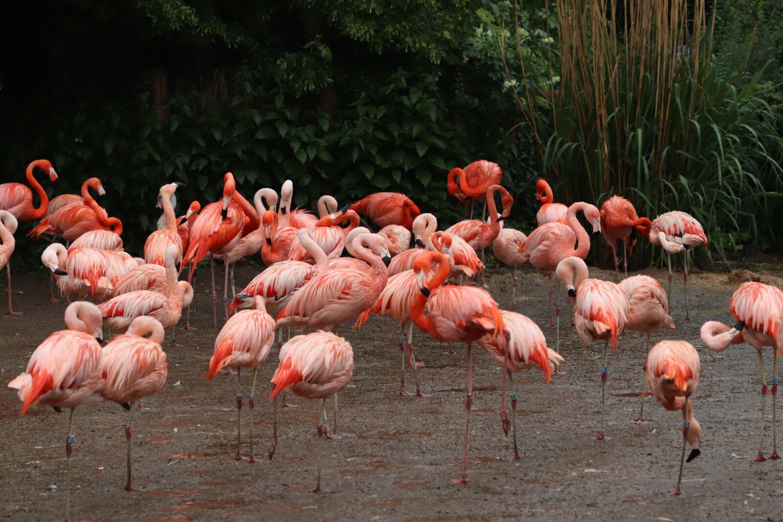 Canon EF 24-105mm F4L IS II USM sample photo. Flamingo, prague, zoo photography