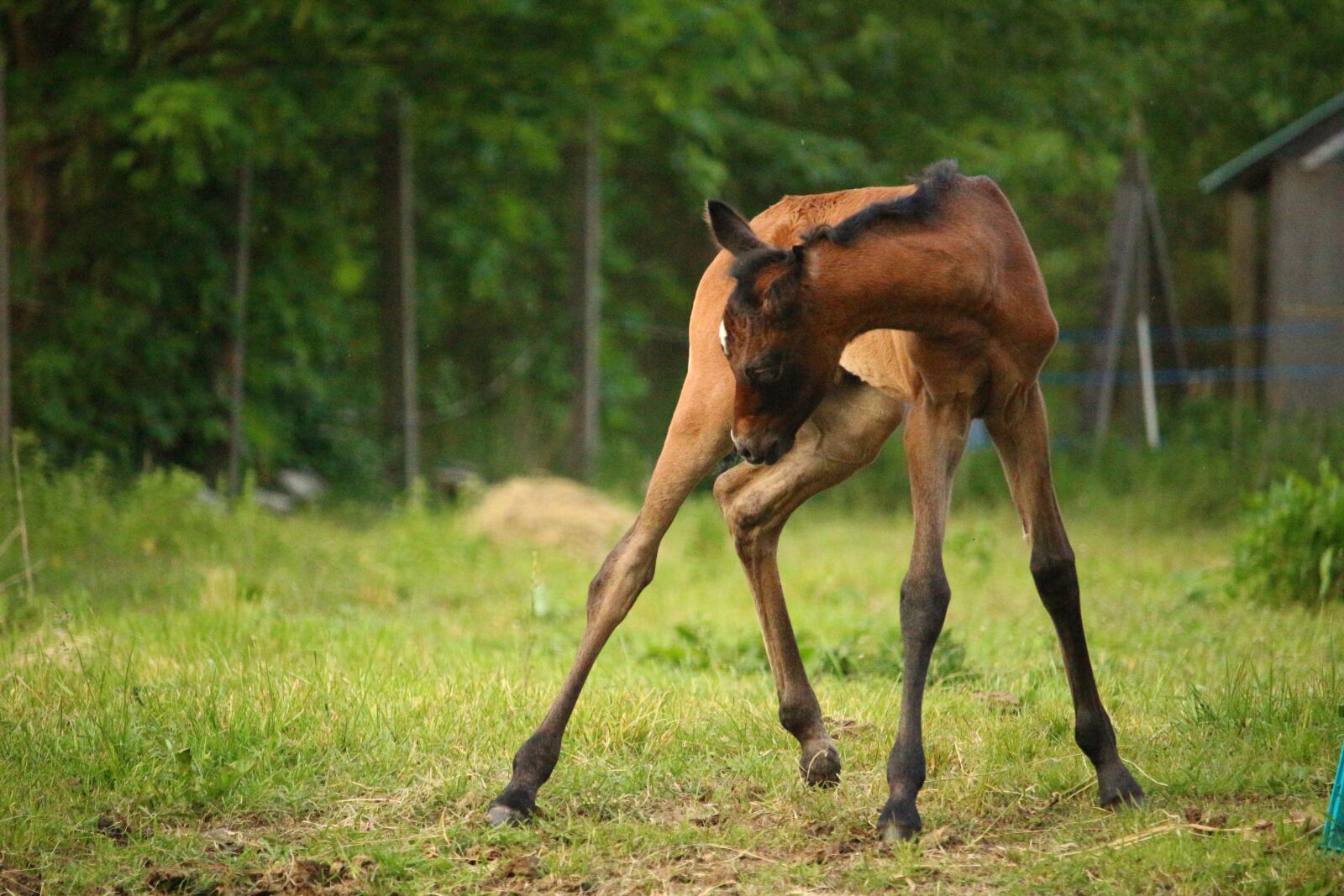 Canon EOS 100D (EOS Rebel SL1 / EOS Kiss X7) sample photo. Horse, foal, suckling photography