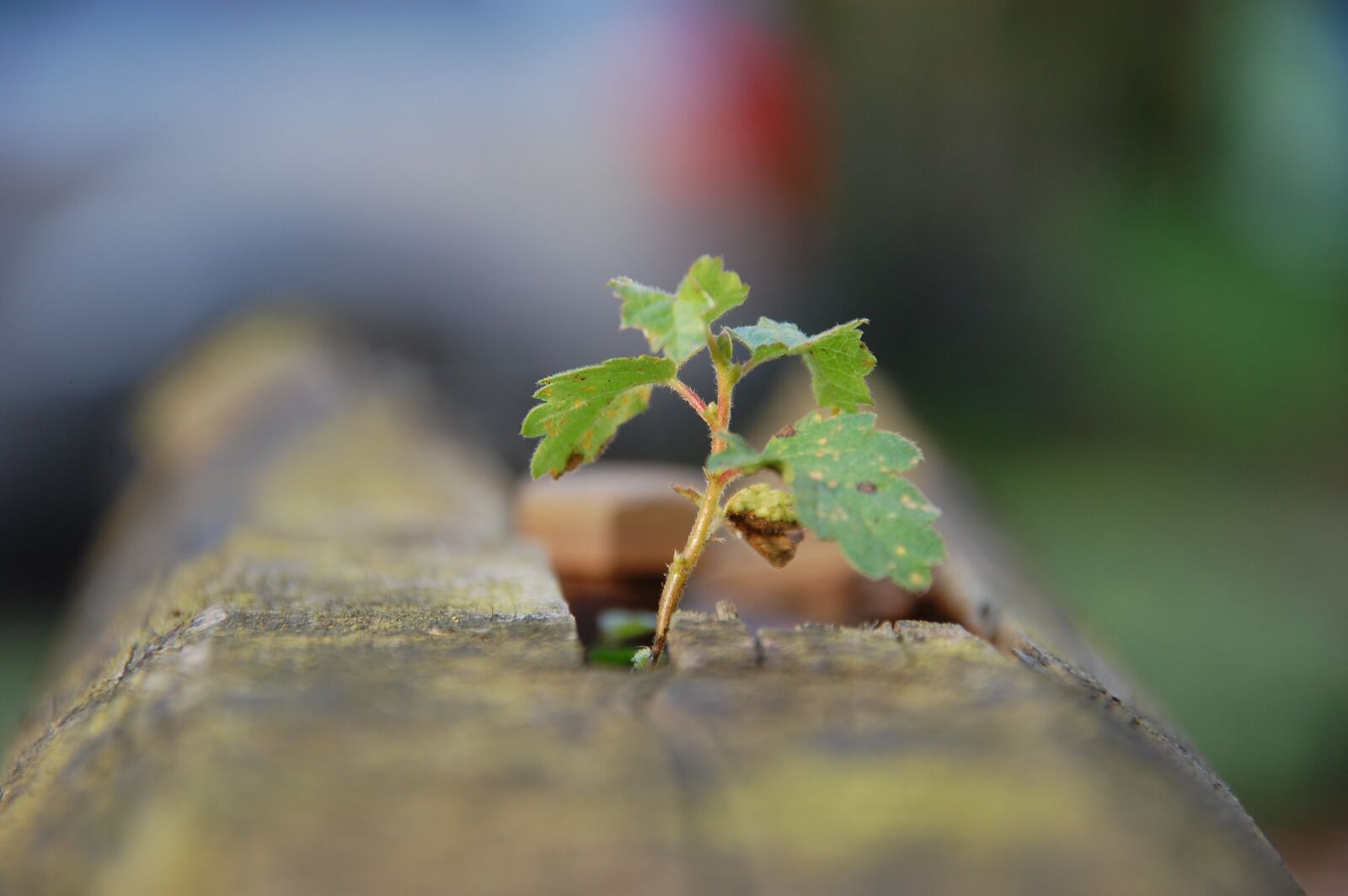 Nikon D40 sample photo. Leaf, nature, environment photography