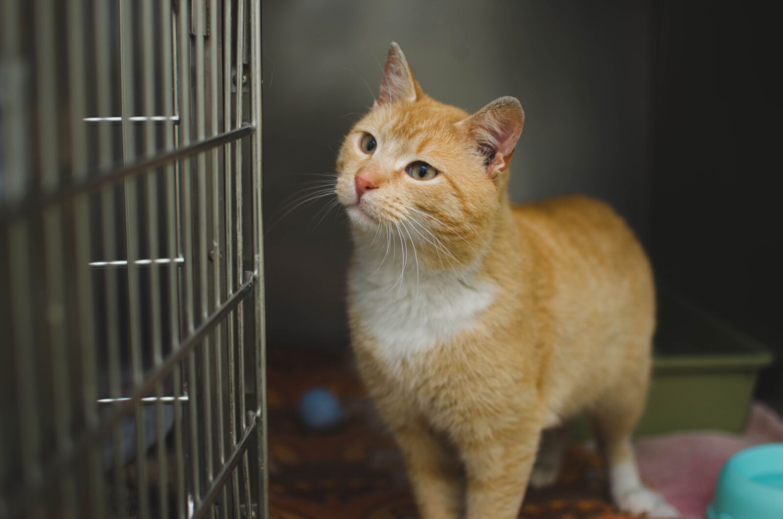 Nikon D7000 sample photo. Domestic cat, cat's eyes photography