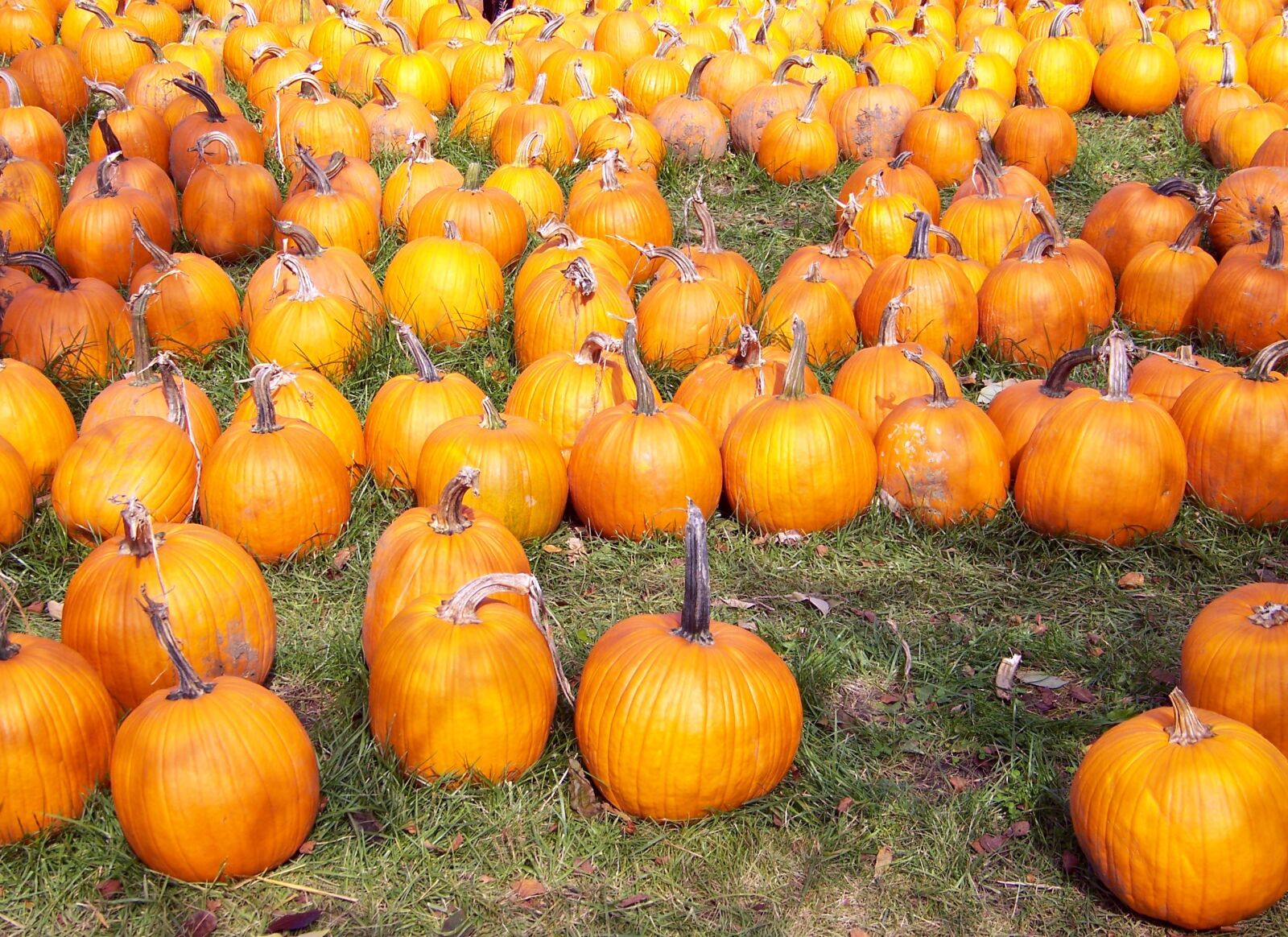 Kodak Z612 ZOOM DIGITAL CAMERA sample photo. Arranged, arrangement, autumn, backgrounds photography