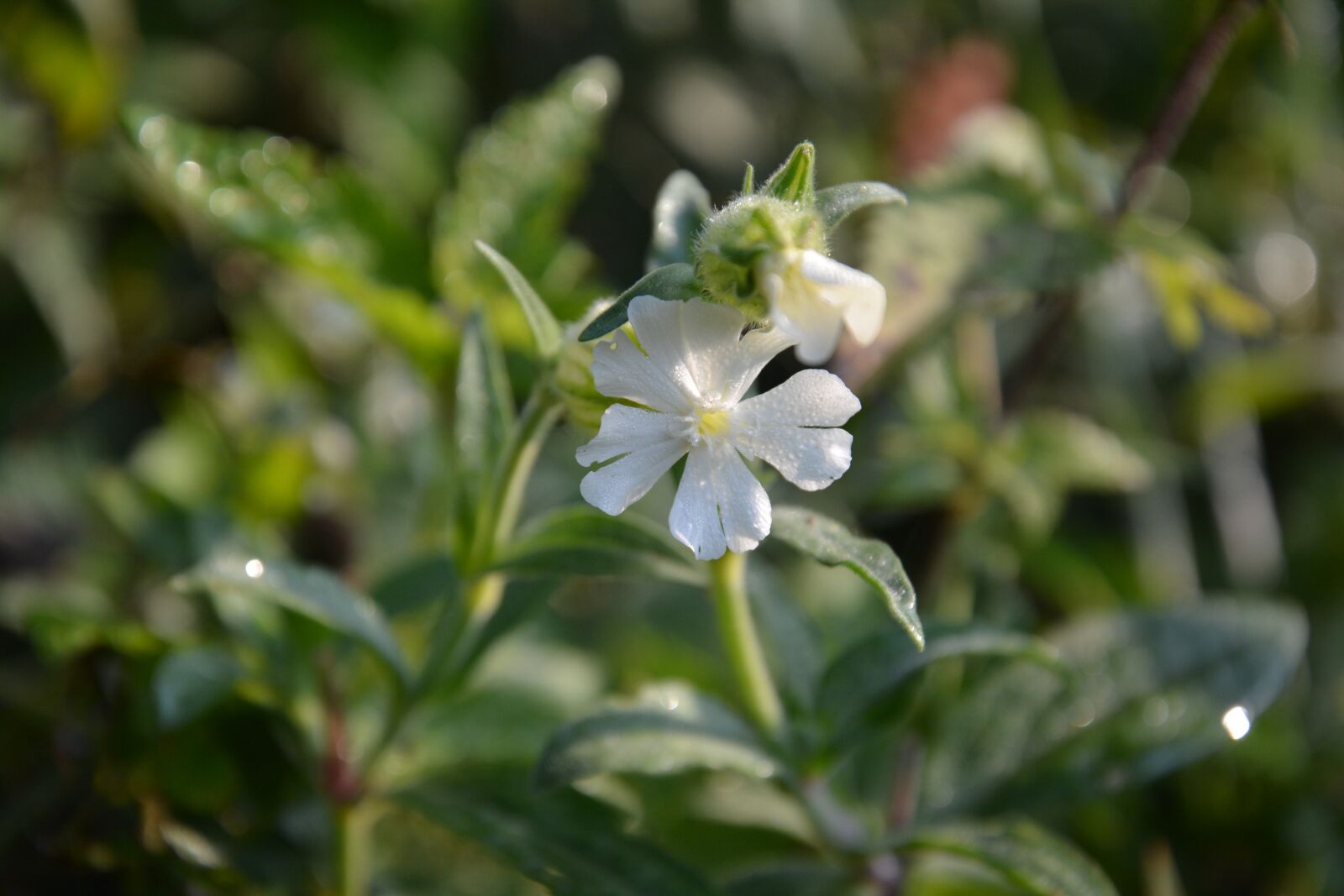 Nikon D7100 sample photo. Campion, flower meadow, flower photography