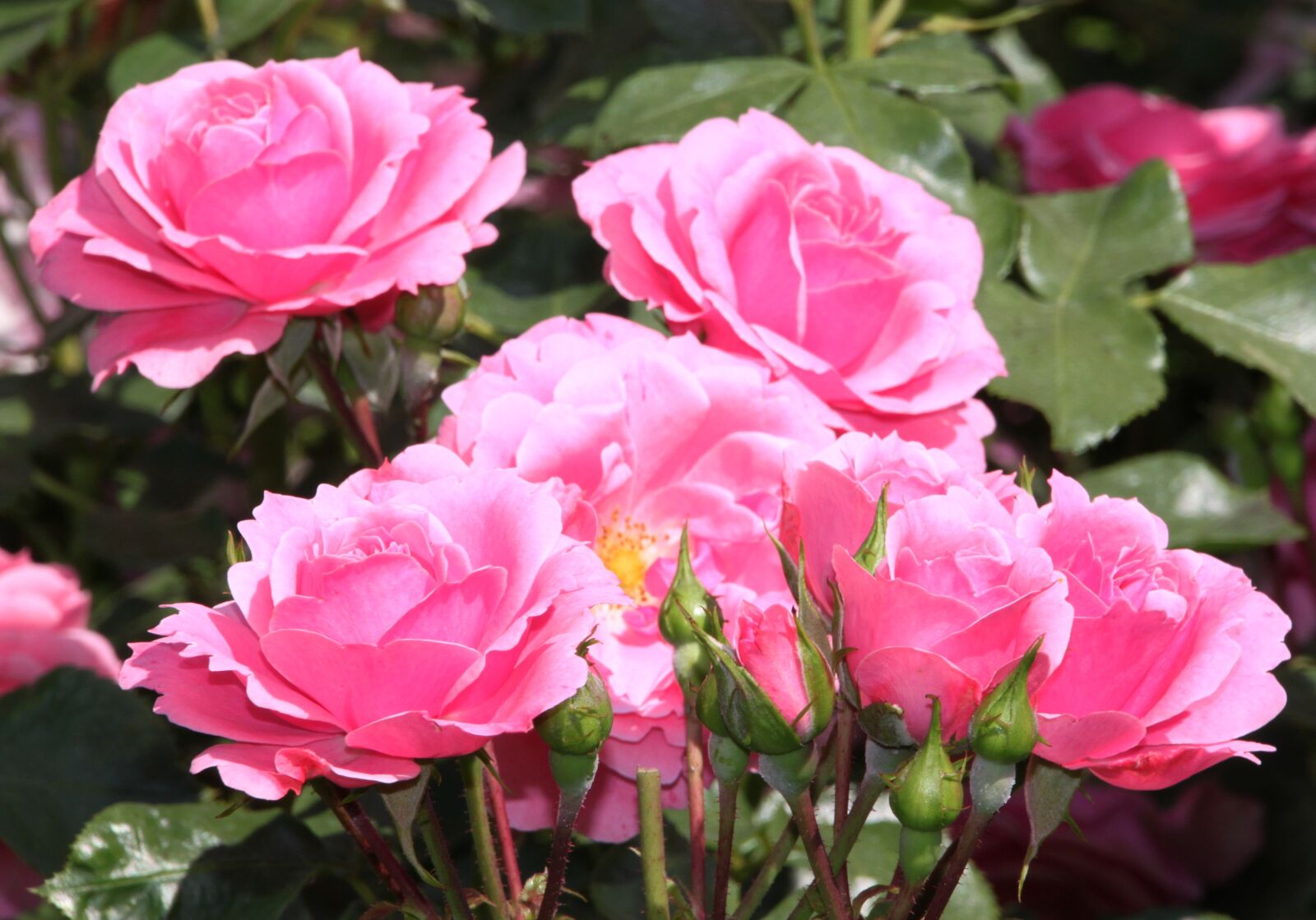 Canon EOS 500D (EOS Rebel T1i / EOS Kiss X3) sample photo. Roses, pink, open rose photography