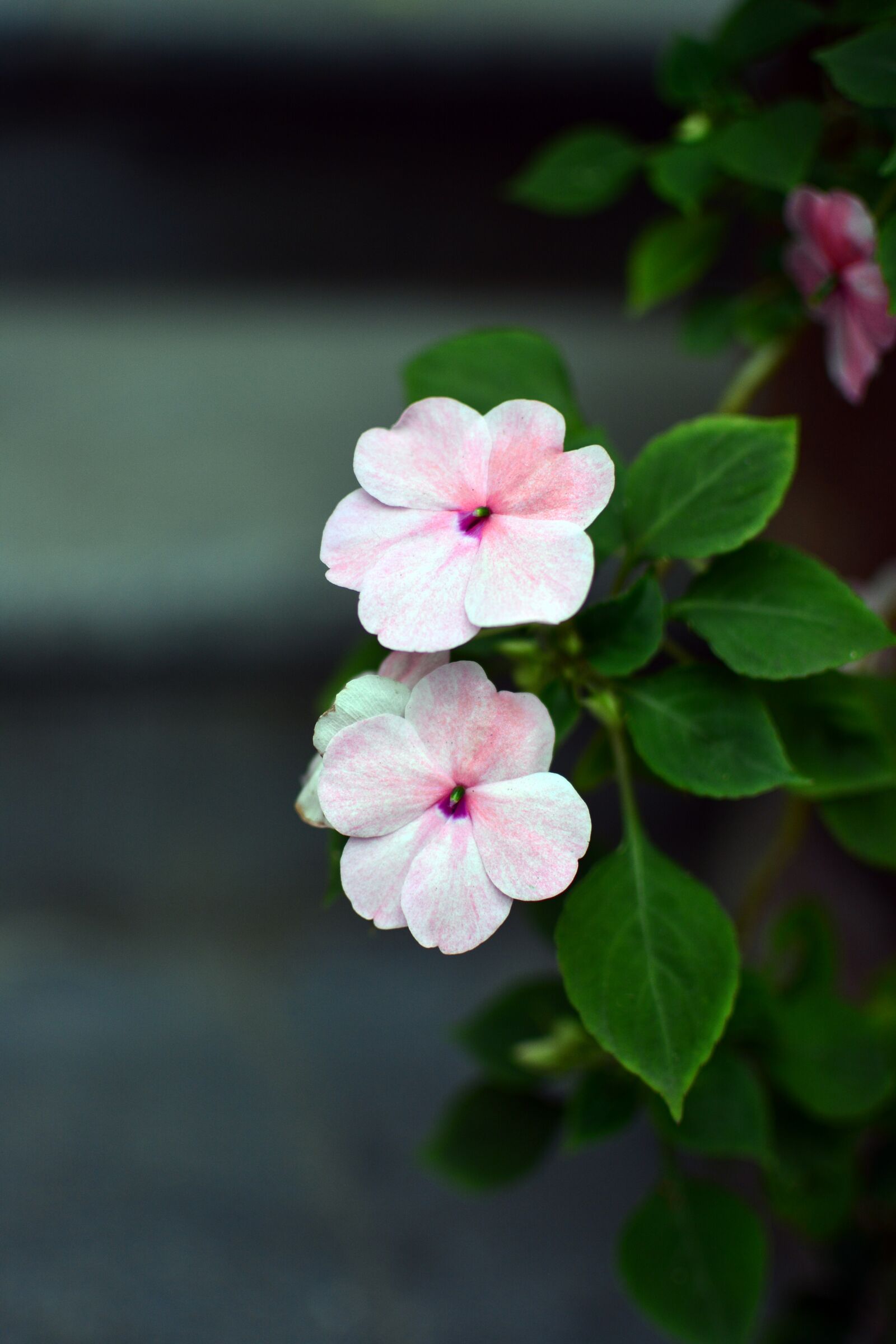Nikon D7100 sample photo. Flower, yen, tu photography