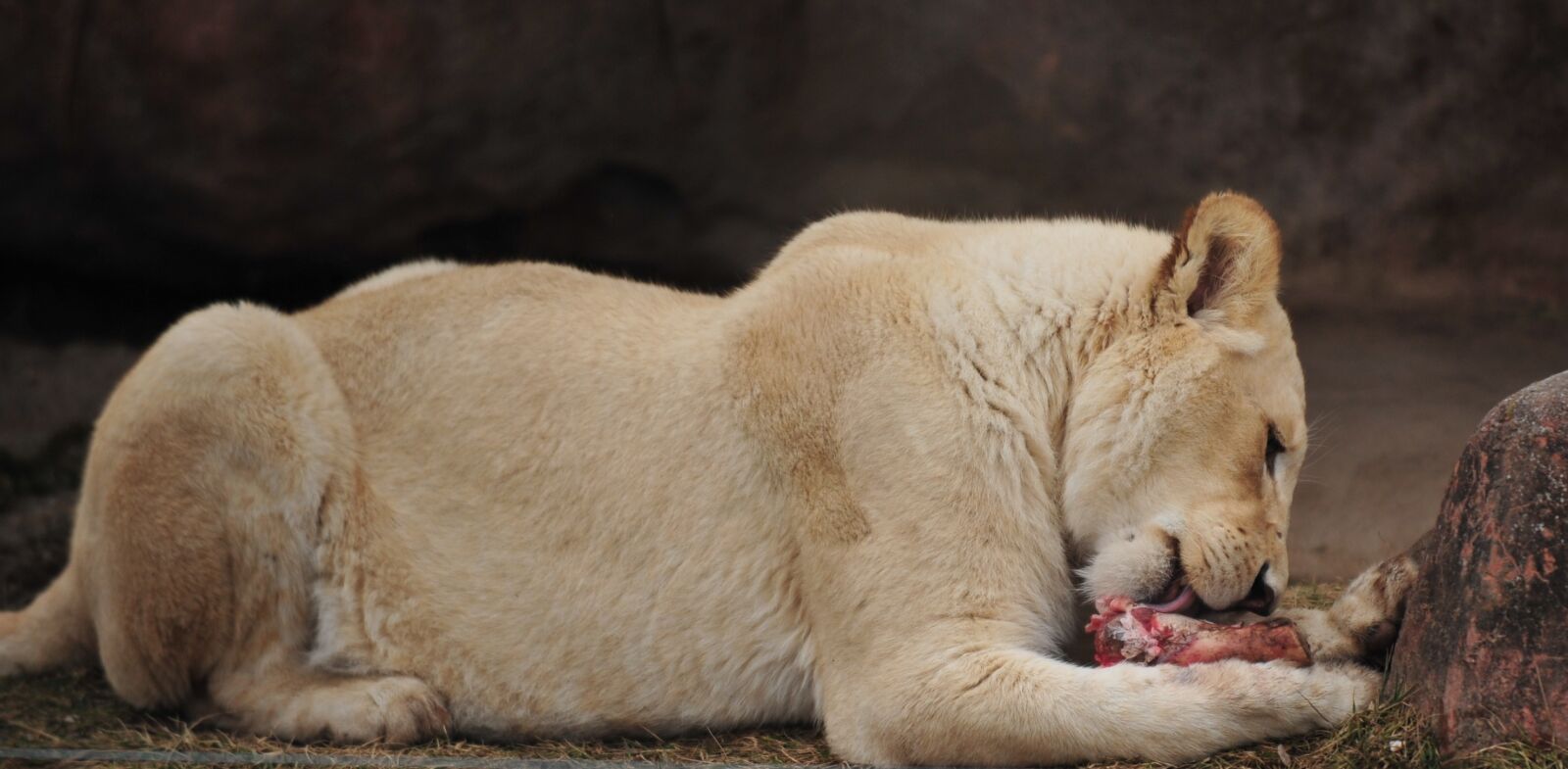 Nikon D3 sample photo. Lion, white, zoo photography
