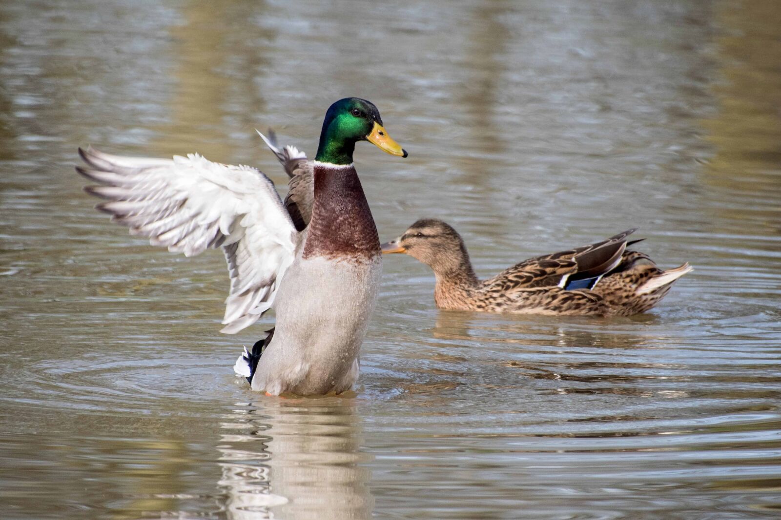 Nikon D500 sample photo. Waterfowl, wild duck, poultry photography
