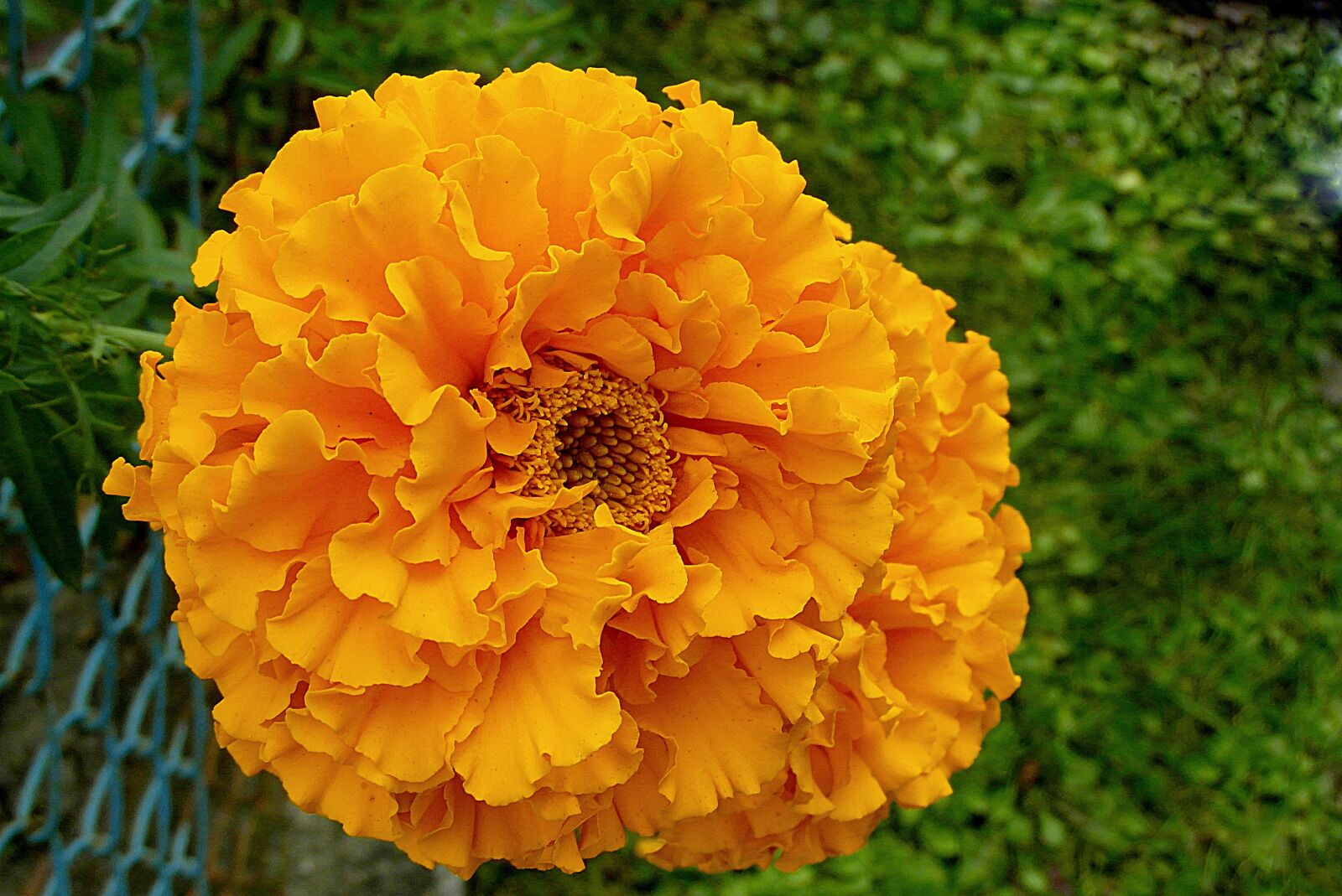 Samsung WB750 sample photo. Marigold, flower, orange photography
