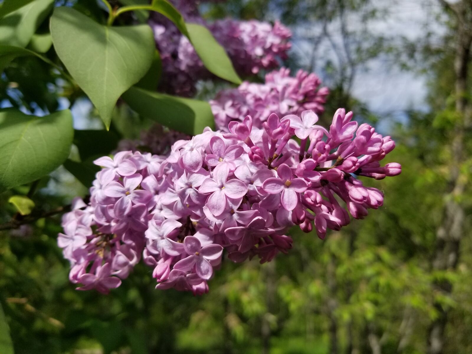 Samsung Galaxy S8+ sample photo. Lilac bloom, lilac, lilacs photography