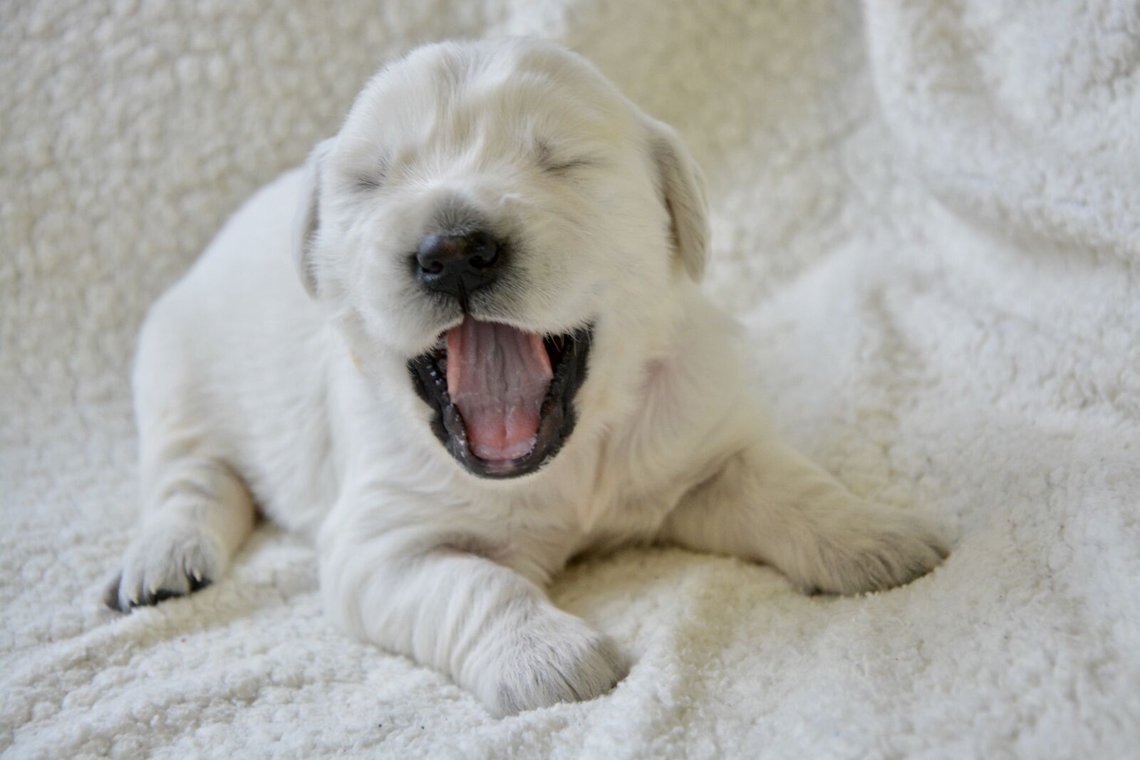 Nikon D5200 sample photo. Puppy, golden retriever puppy photography