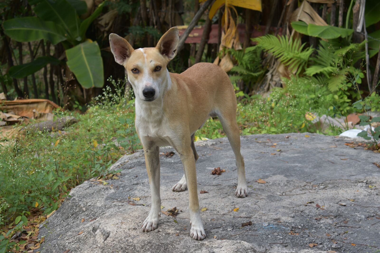 Nikon D3400 sample photo. Dog, animal, animals photography