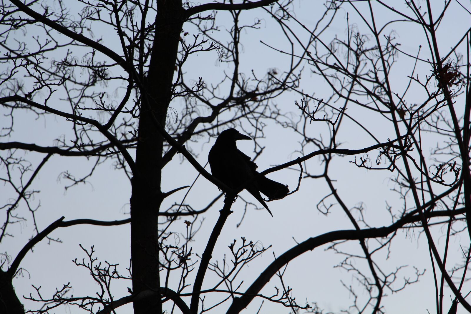 Canon EOS 700D (EOS Rebel T5i / EOS Kiss X7i) sample photo. Bird, branches, contrast photography