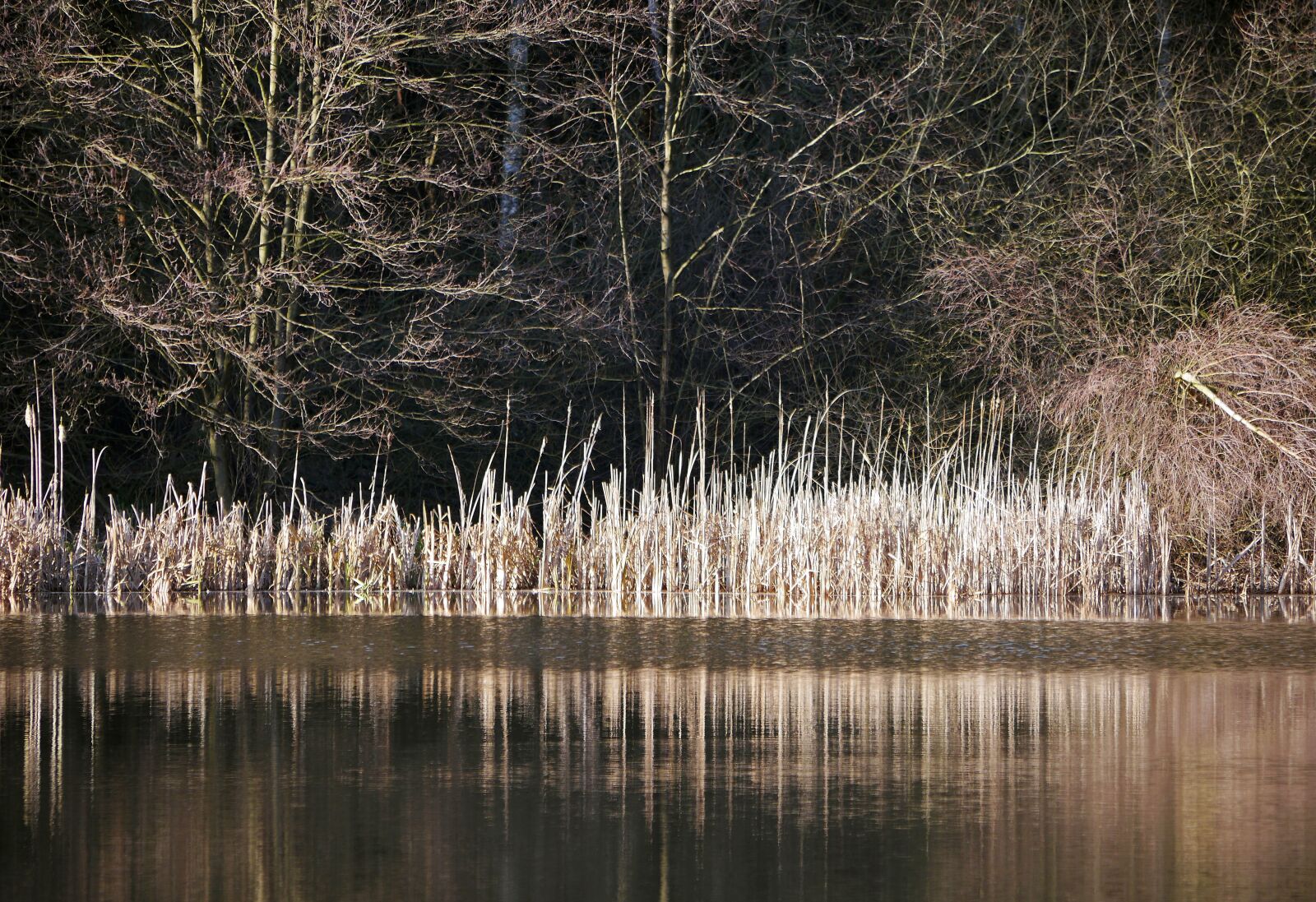 Panasonic Lumix DMC-GH3 sample photo. Winter at the lake photography