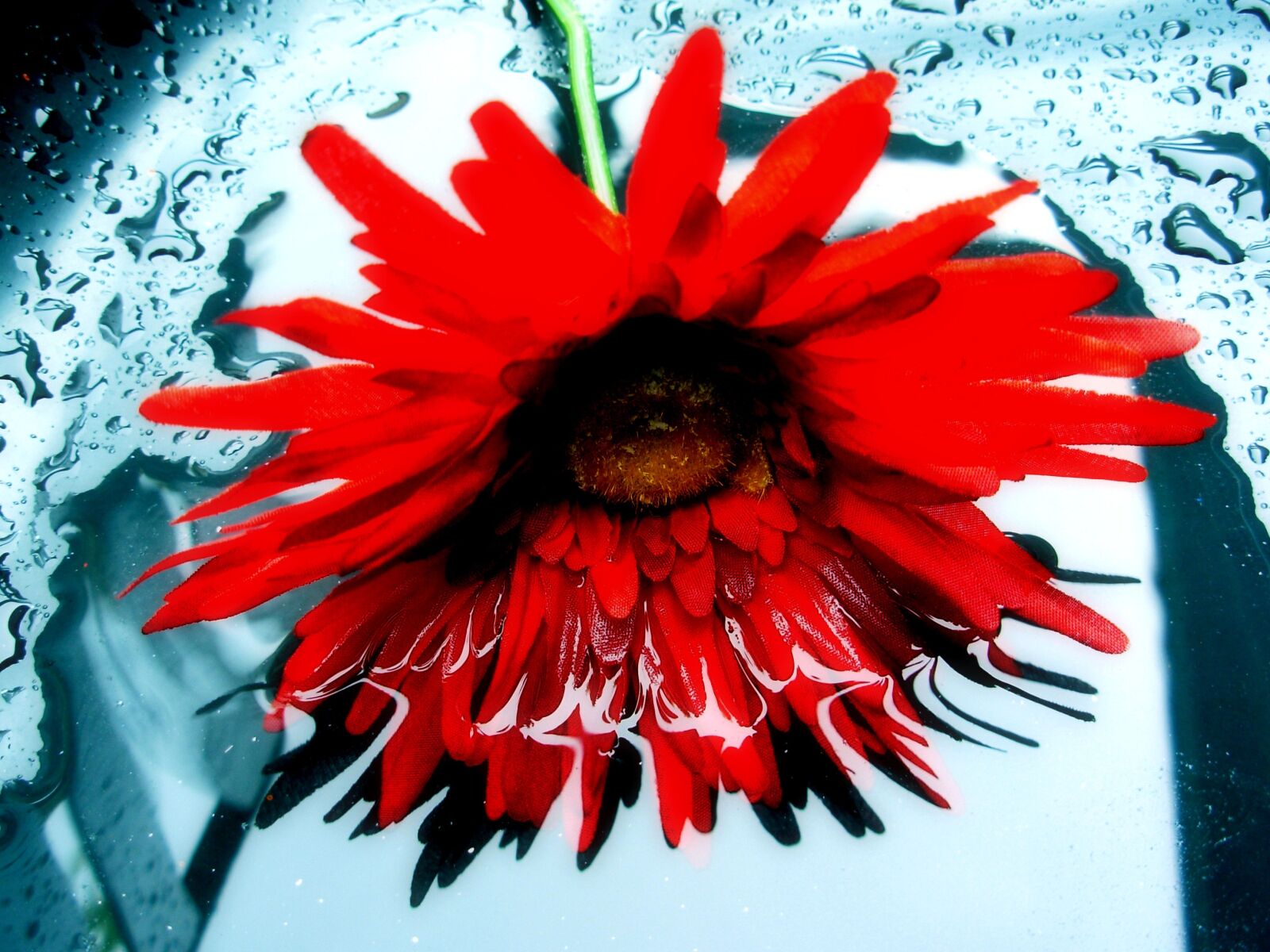 Nikon COOLPIX L1 sample photo. Daisy, reflection, floral photography