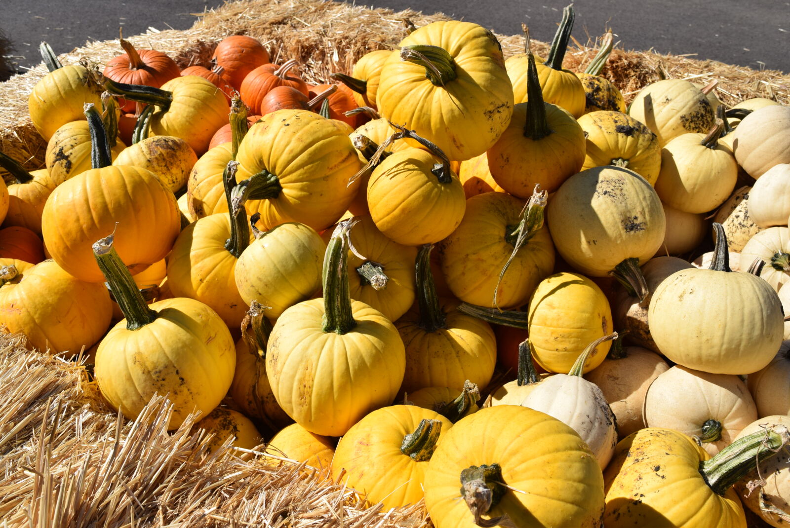 Nikon D3300 sample photo. Autumn, fall, pumpkin photography
