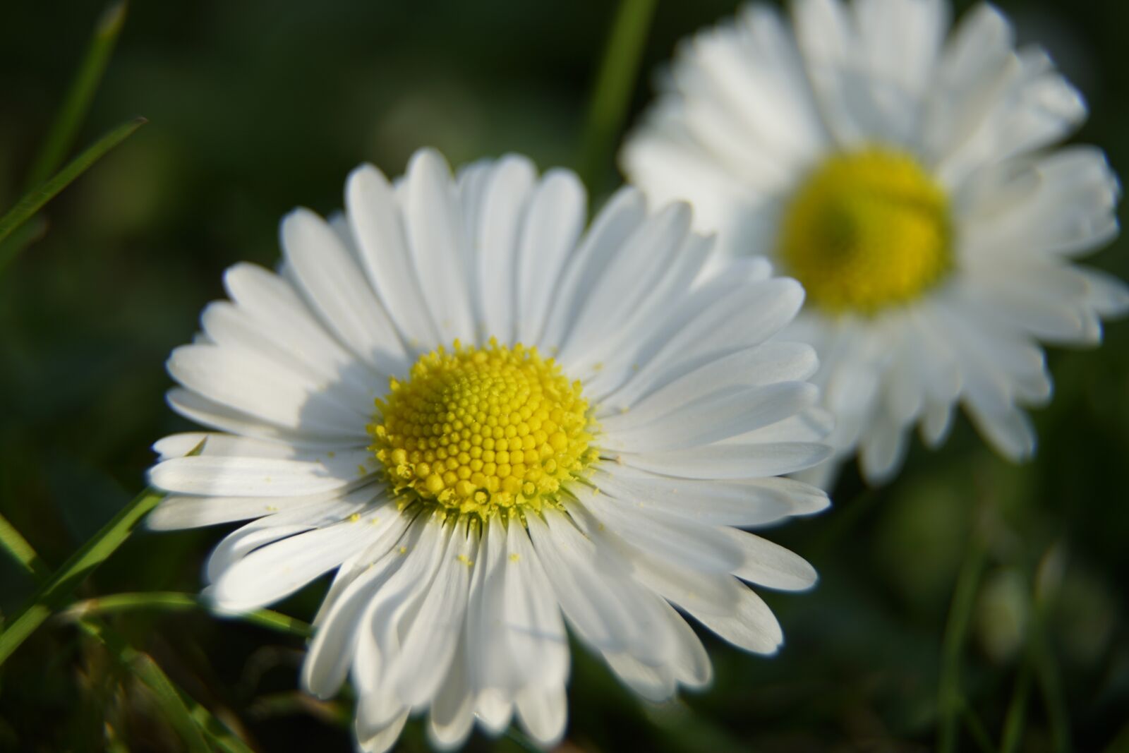 Sony a7R II + Sony E PZ 18-105mm F4 G OSS sample photo. Daisy, bellis perennis, close photography