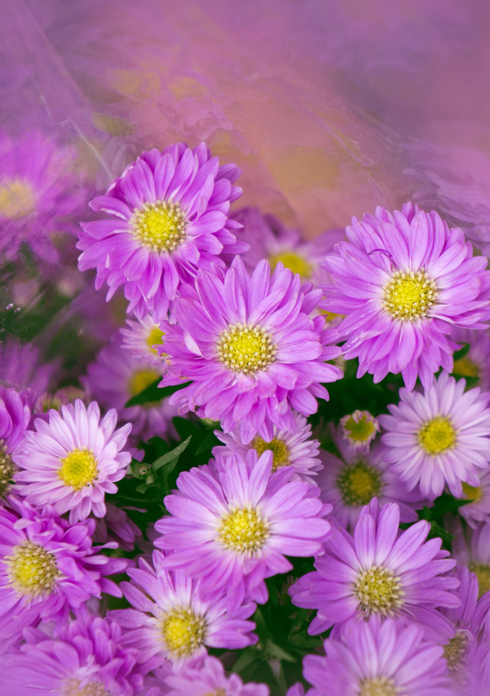 Sony Alpha NEX-F3 + Sony E 18-55mm F3.5-5.6 OSS sample photo. Natural, heather, purple flowers photography