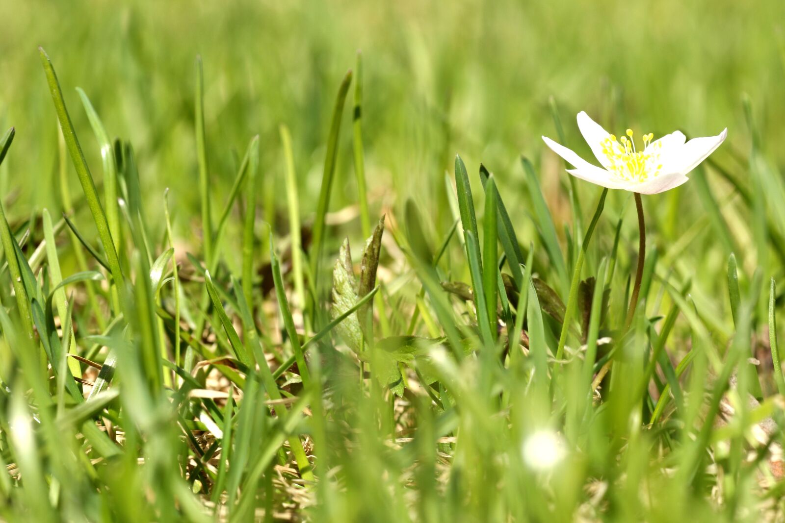 Canon EOS 7D Mark II + Canon EF 135mm F2L USM sample photo. Anemones, flower, grass photography
