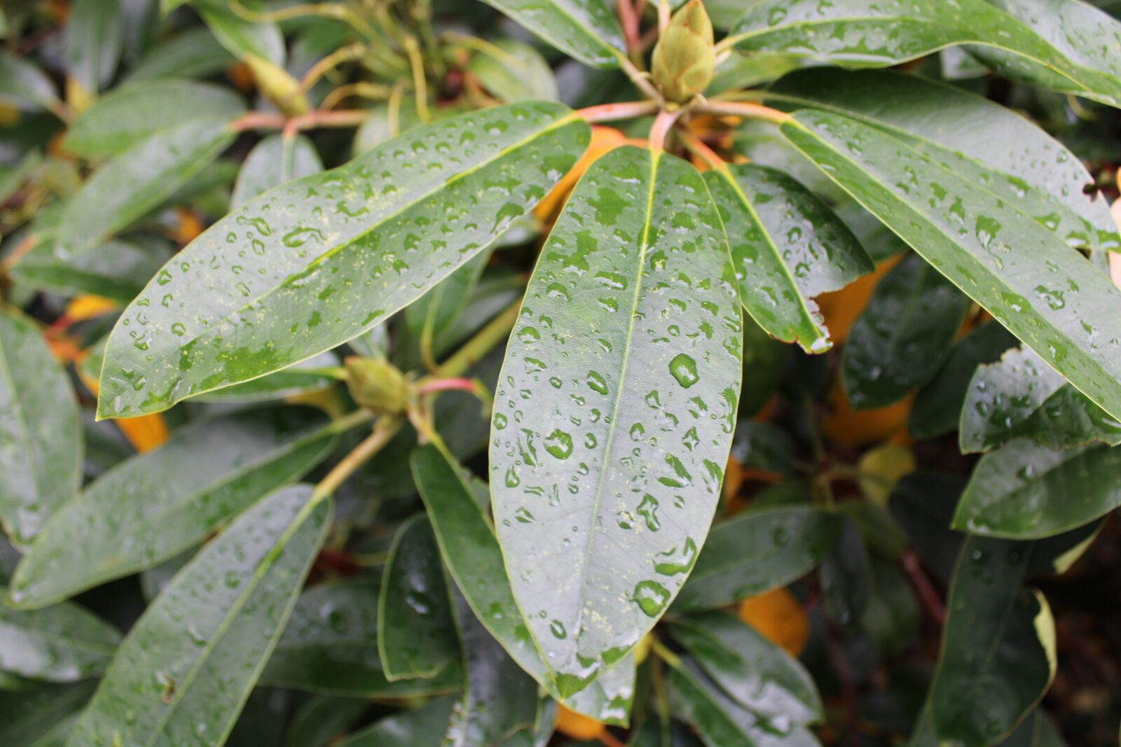 Canon EOS 2000D (EOS Rebel T7 / EOS Kiss X90 / EOS 1500D) sample photo. Leaf, rain, drip photography