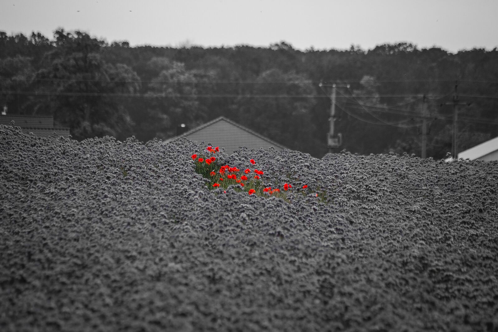 Canon EOS 6D sample photo. Poppy, poppies, meadow photography