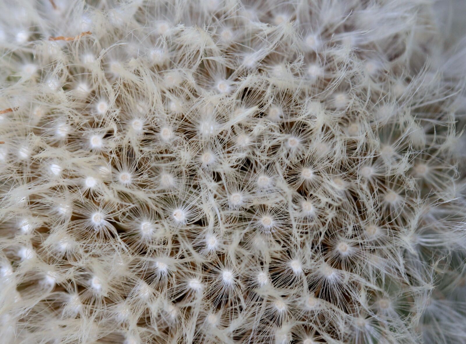 Canon EF-S 60mm F2.8 Macro USM sample photo. Dandelion, down, white photography