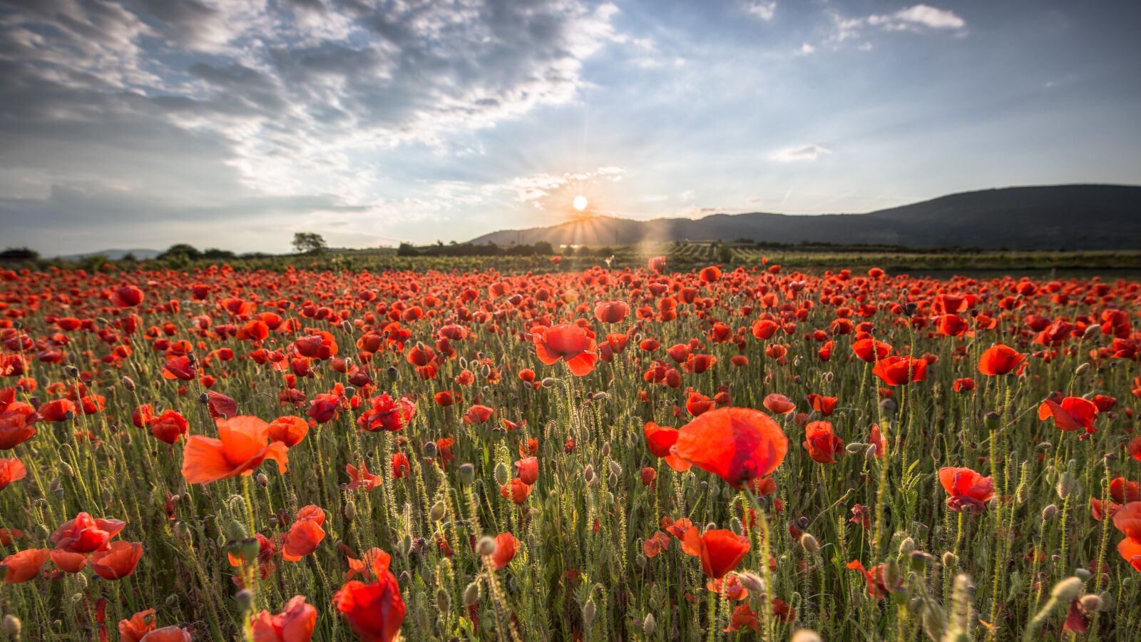 Tamron SP 15-30mm F2.8 Di VC USD sample photo. Field of poppies, sunset photography