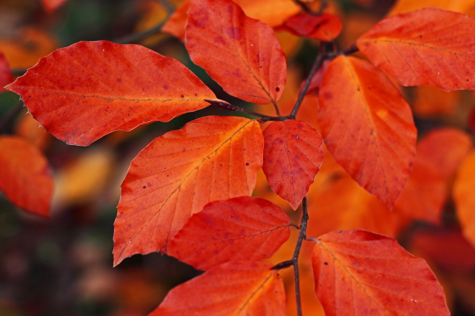 Canon EOS 700D (EOS Rebel T5i / EOS Kiss X7i) sample photo. Beech leaves, fall foliage photography
