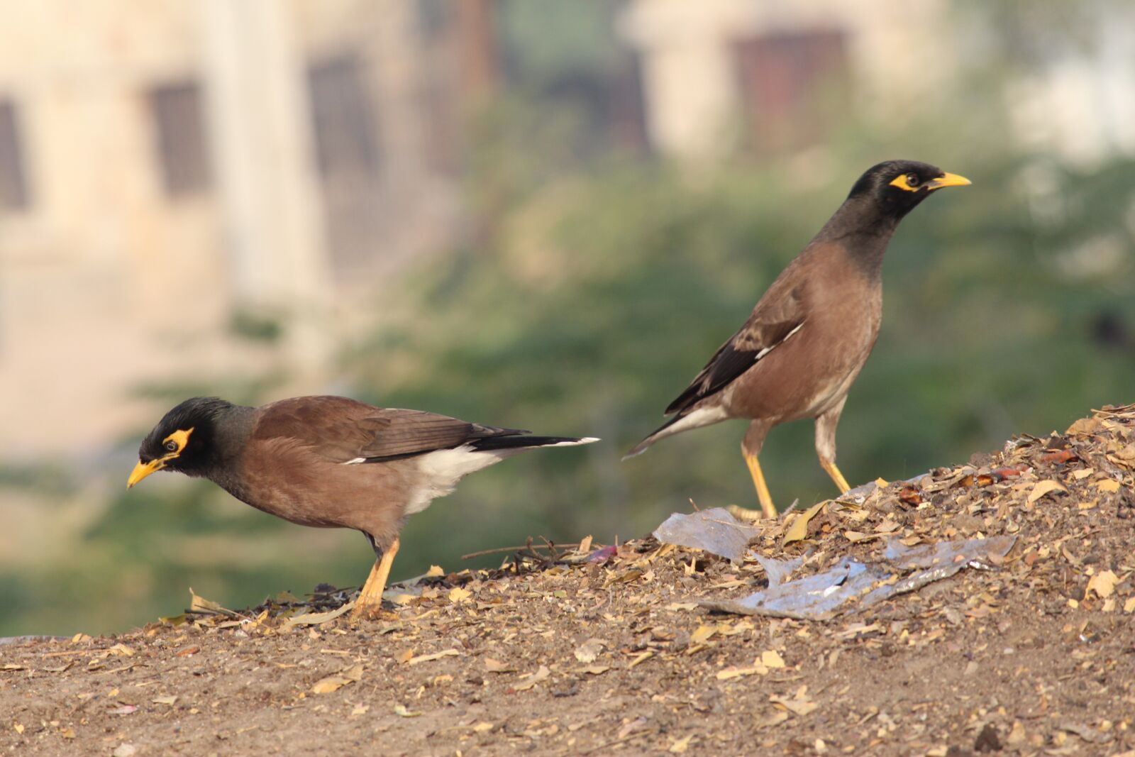 Canon EOS 700D (EOS Rebel T5i / EOS Kiss X7i) sample photo. Bird, nature, animal photography