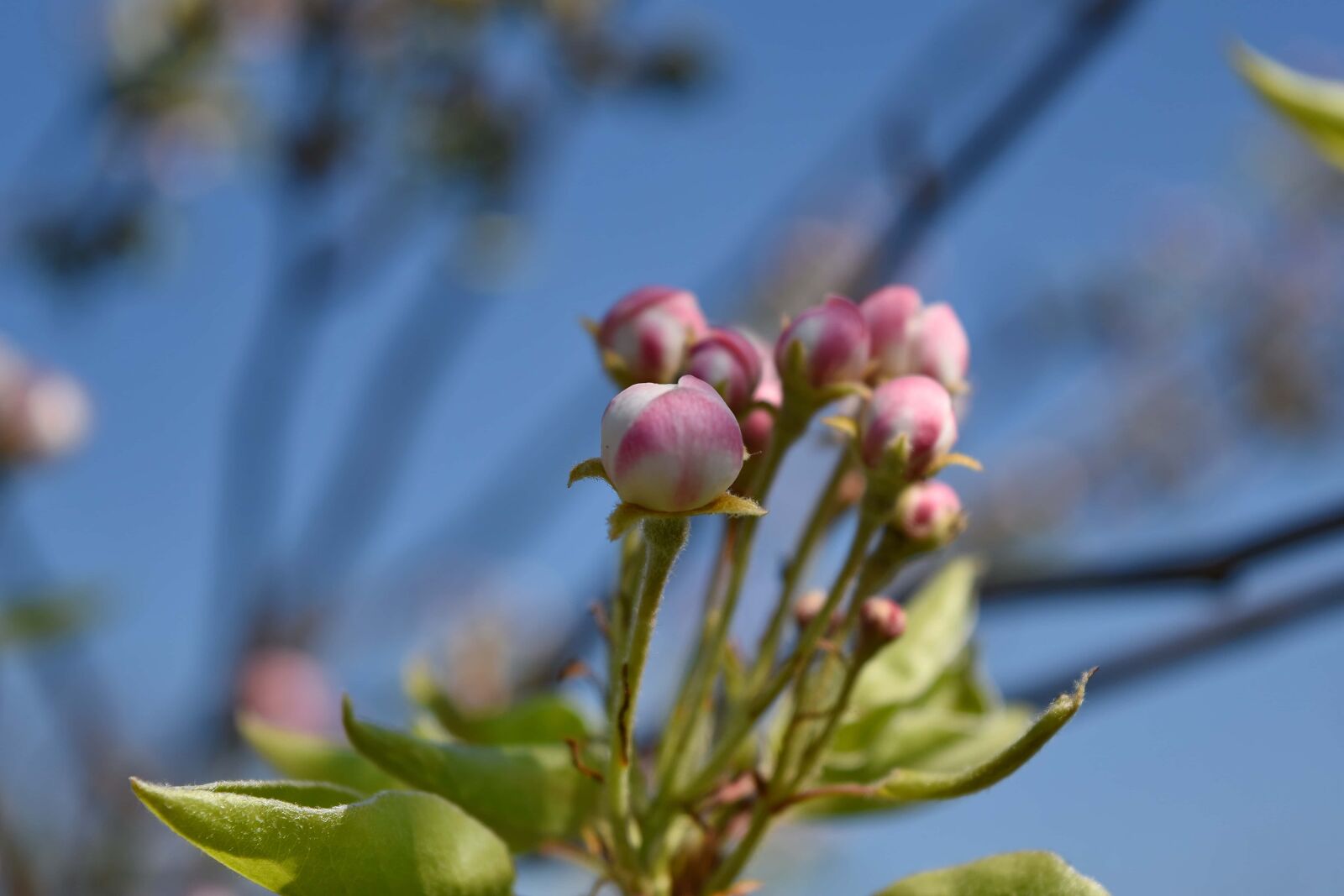 Nikon D5500 sample photo. Spring, flower, plant, nature photography