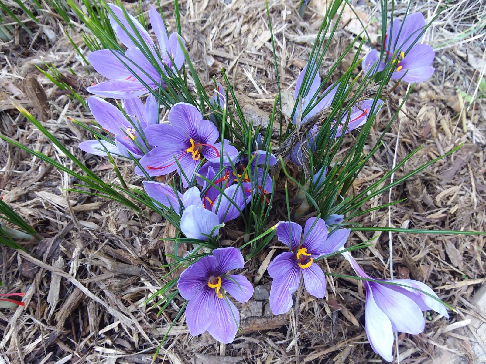Samsung Galaxy J7 Pop sample photo. Saffron, flower, nature photography