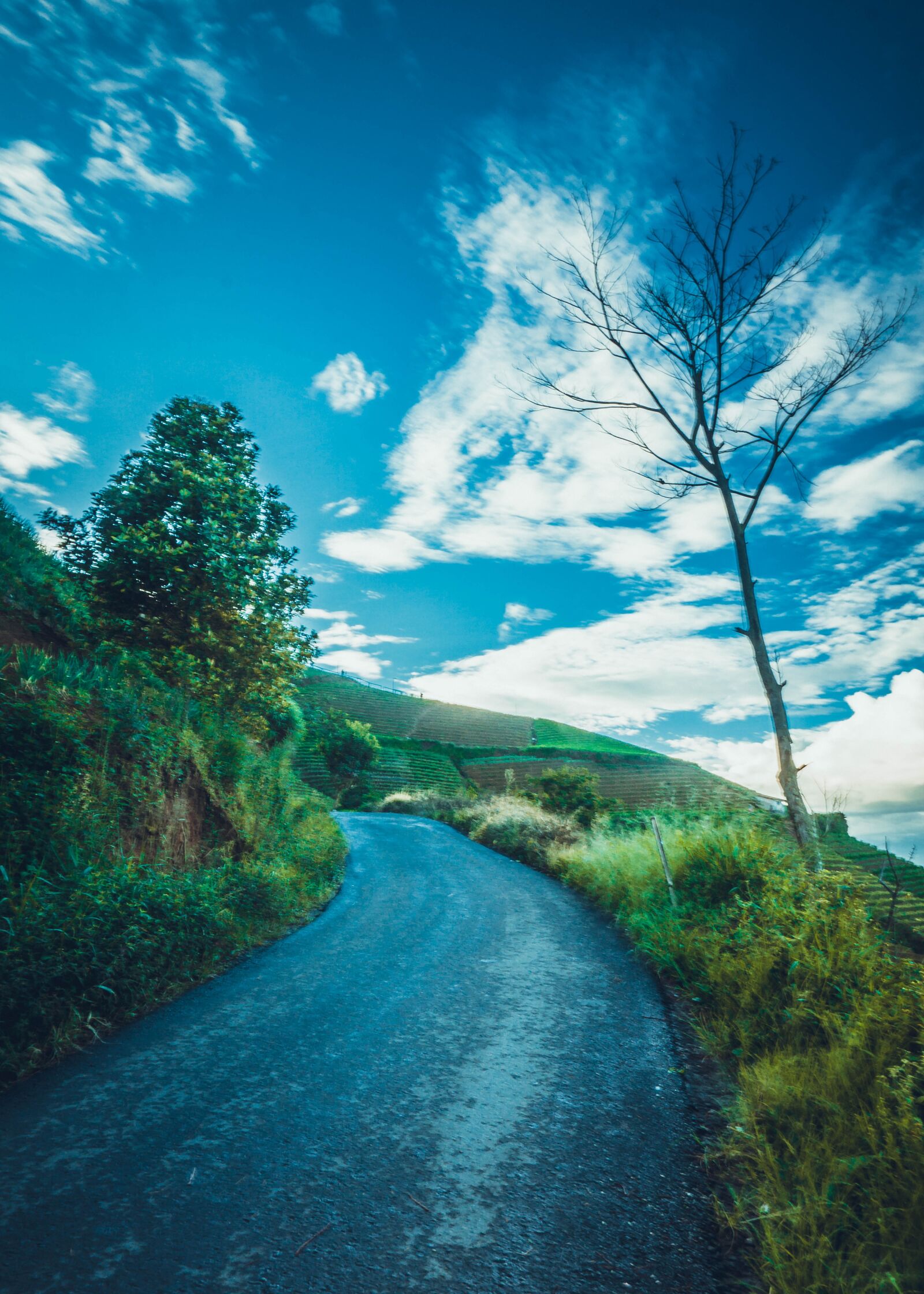 Sony a6000 sample photo. Road, tree, sky photography