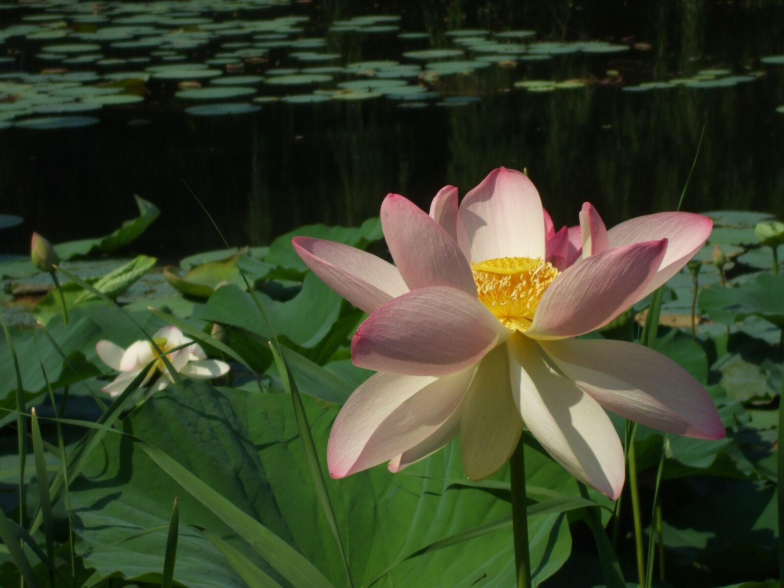 Fujifilm FinePix A800 sample photo. Waterlily blossom, waterlily, lotus photography