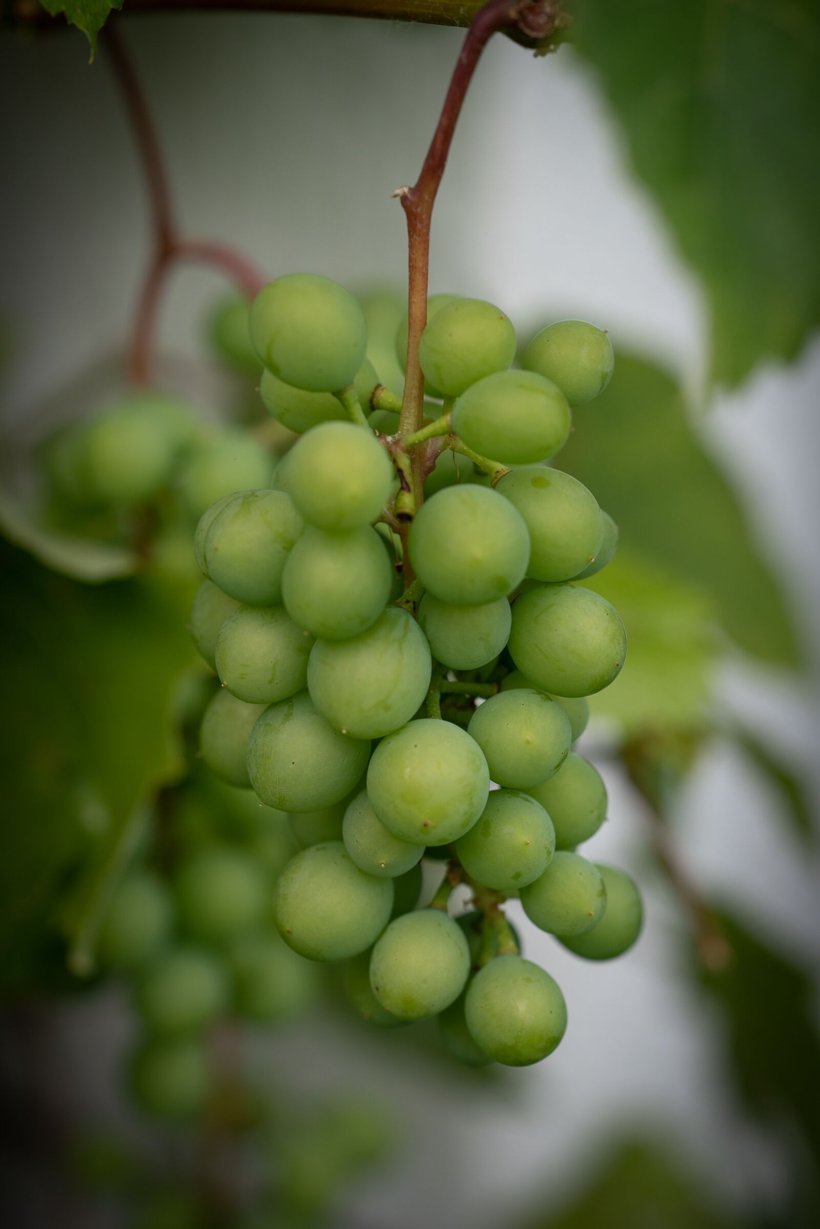 Nikon D750 sample photo. Grapes, green, immature photography