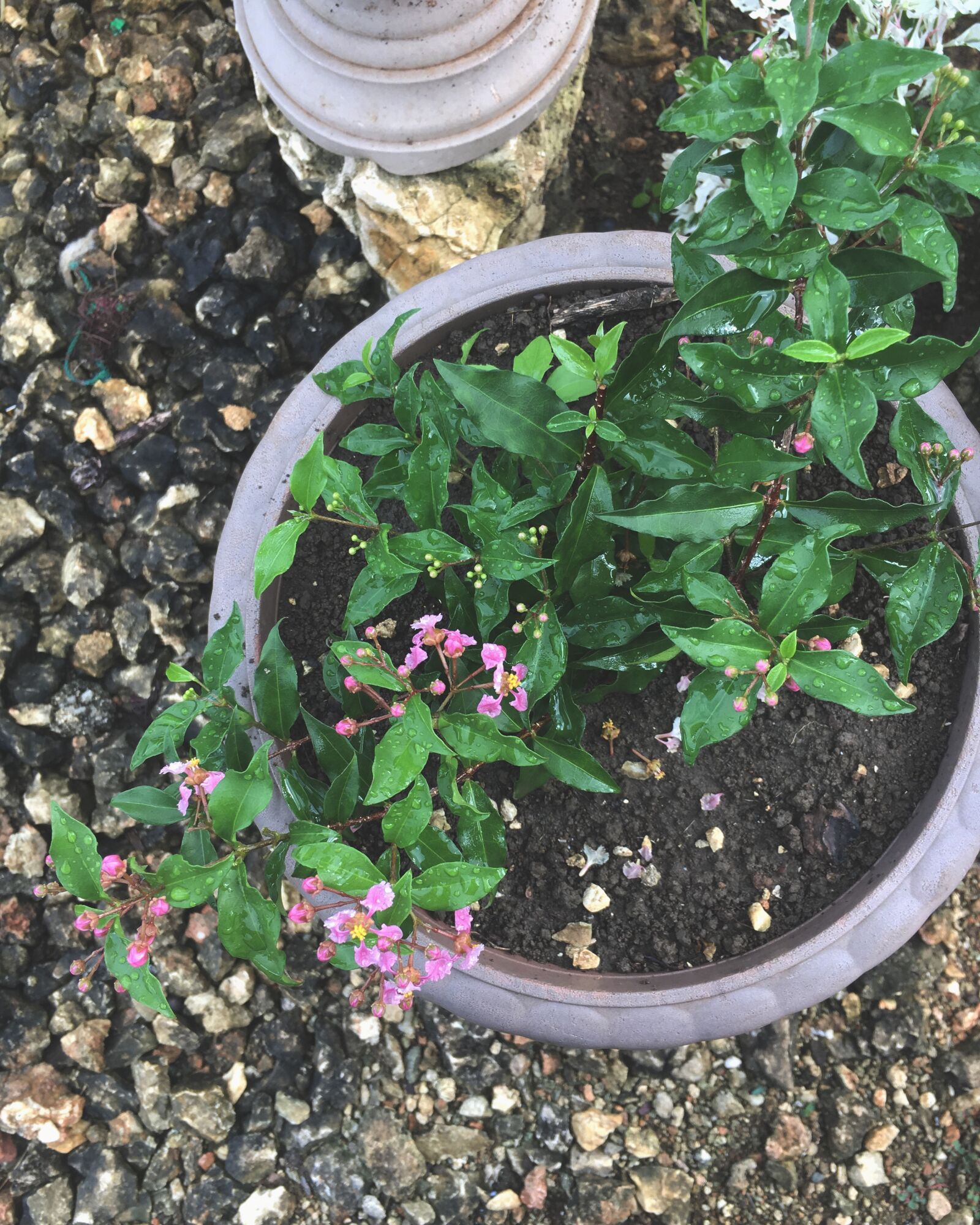 iPhone 6s back camera 4.15mm f/2.2 sample photo. Mother, nature, nature, nature photography
