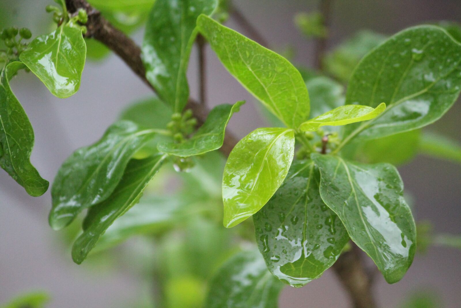 Canon EOS 1100D (EOS Rebel T3 / EOS Kiss X50) sample photo. Nature, green leaf, wet photography