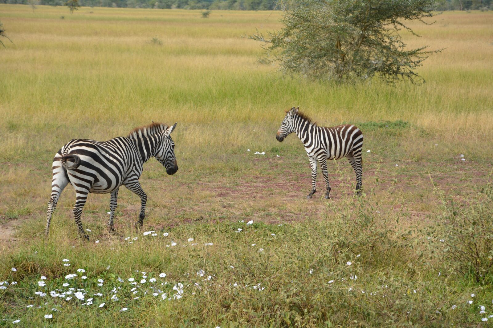 Nikon D5200 sample photo. Zebra, africa, serengeti photography