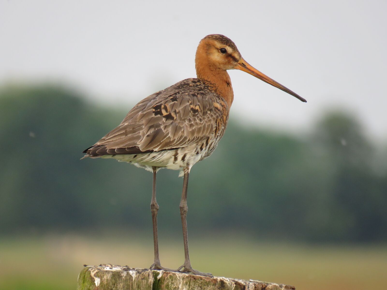 Canon PowerShot SX60 HS sample photo. Black-tailed godwit, bird, nature photography